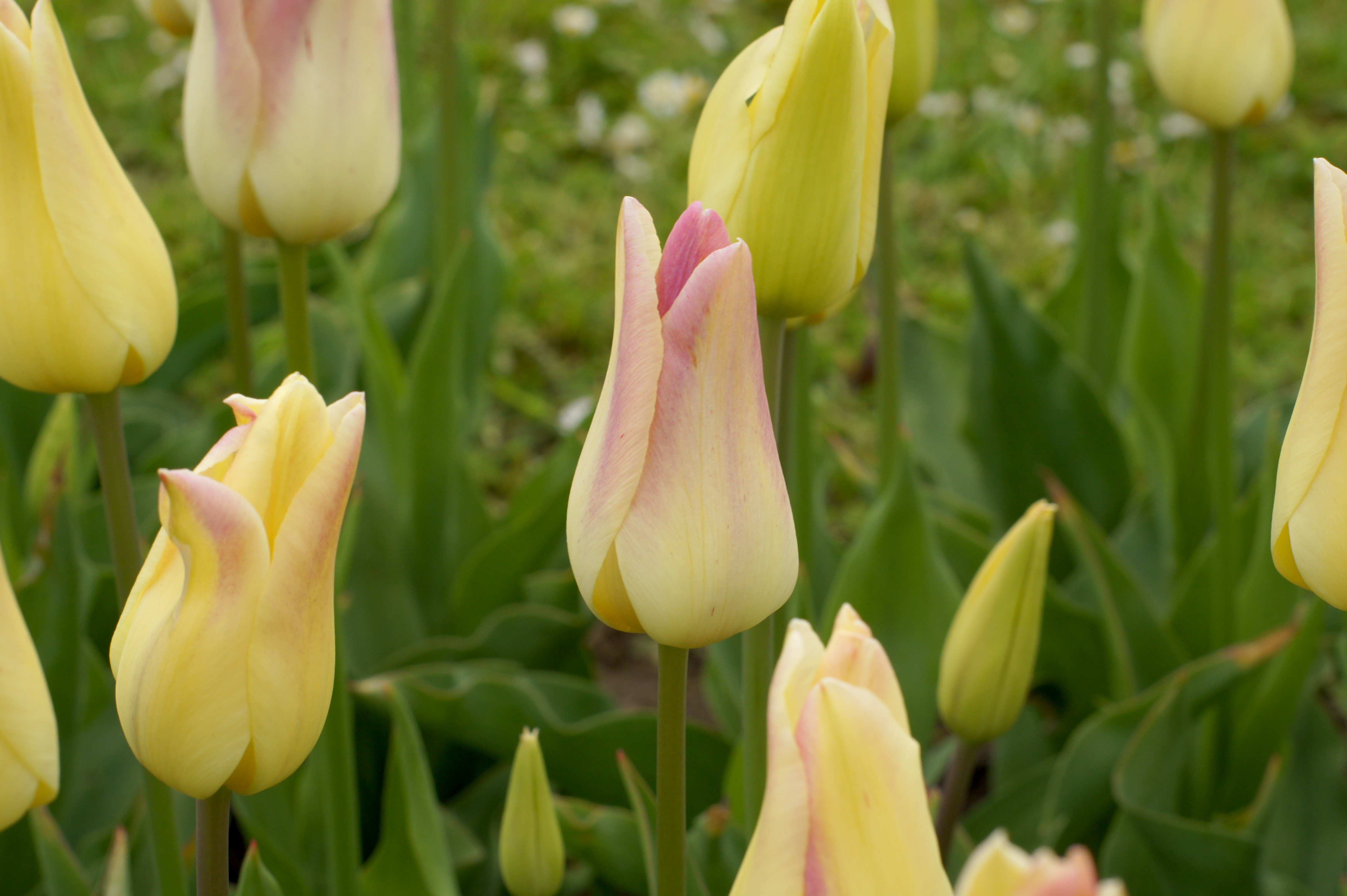 Elegant Lady Nahaufnahme mehrerer gelb-rosa Tulpen im Beet, einzelne Blüten teils geschlossen, teils geöffnet, mit grünem Blattwerk und unscharfem Rasenhintergrund