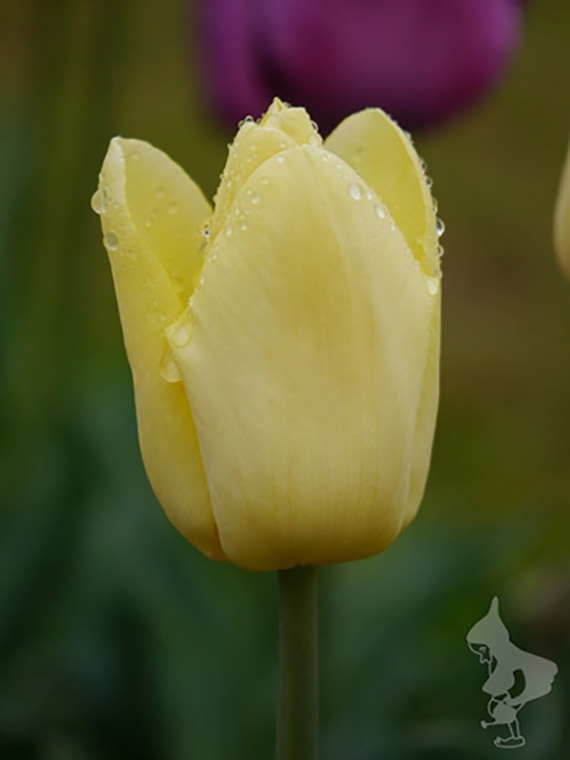 Triumph-Tulpe Avocado (1) Nahaufnahme einer gelben Tulpenblüte mit Wassertropfen auf den Blütenblättern, grüner unscharfer Hintergrund und violette Tulpe im Hintergrund, Frühlingsmotiv