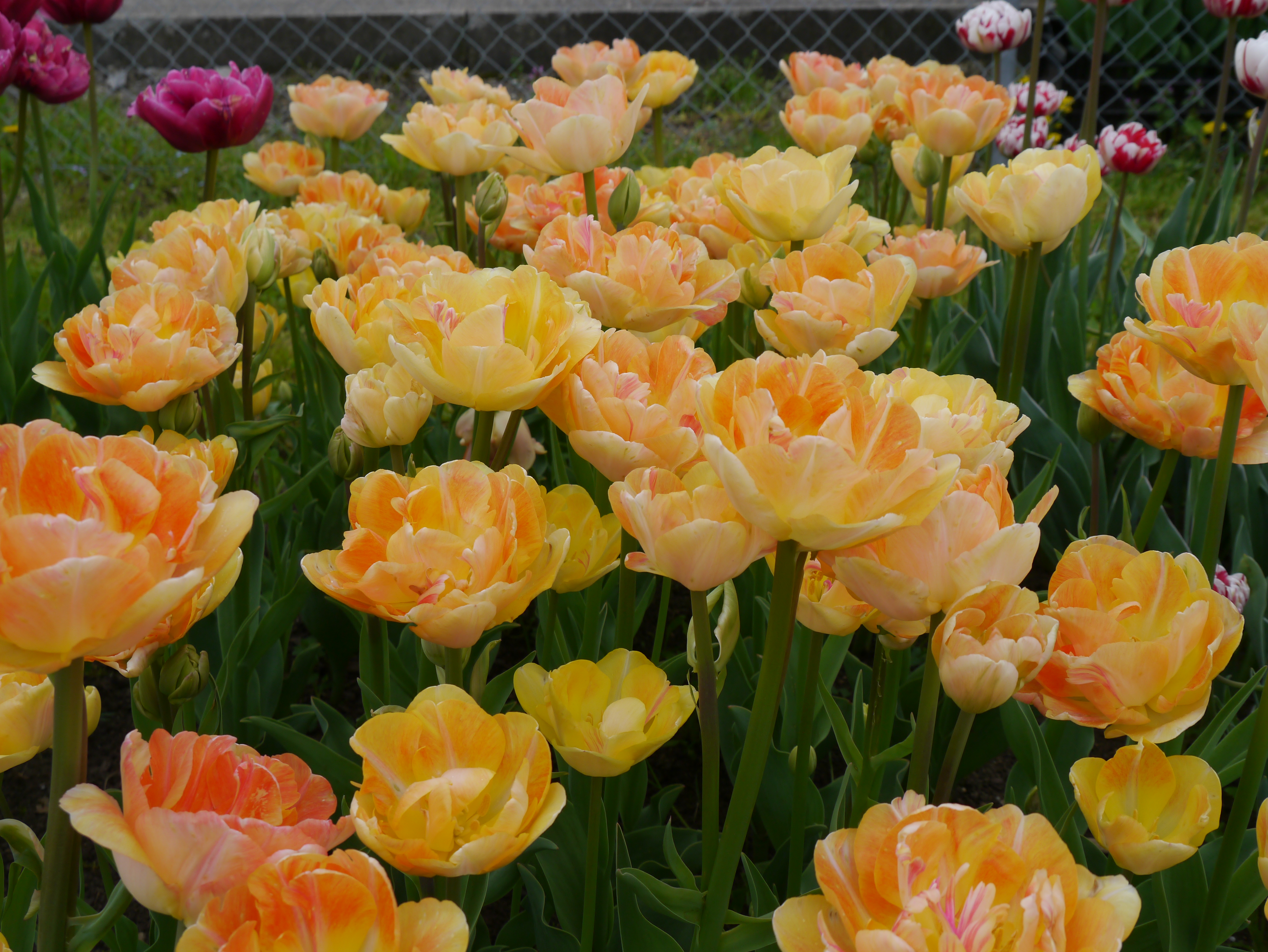 222822_Gef. späte Tulpen Charming Beauty_ Nahaufnahme eines Blumenbeets mit zahlreichen gefüllten Tulpen in Pfirsich- und Gelbtönen, grünen Stielen und vereinzelt rosa-weißen Tulpen im Hintergrund.