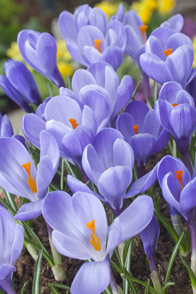 256131_Krokus Grand Maitre Nahaufnahme mehrerer violetter Krokusse mit leuchtend orangefarbenen Stempeln und grünen Blattspitzen im Beet