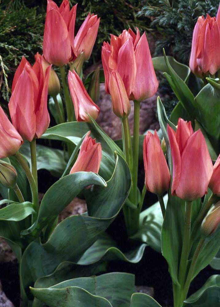 Rosa Tulpen im Beet, mehrere aufrechte Blüten mit spitzen Knospen und breiten grünen Blättern