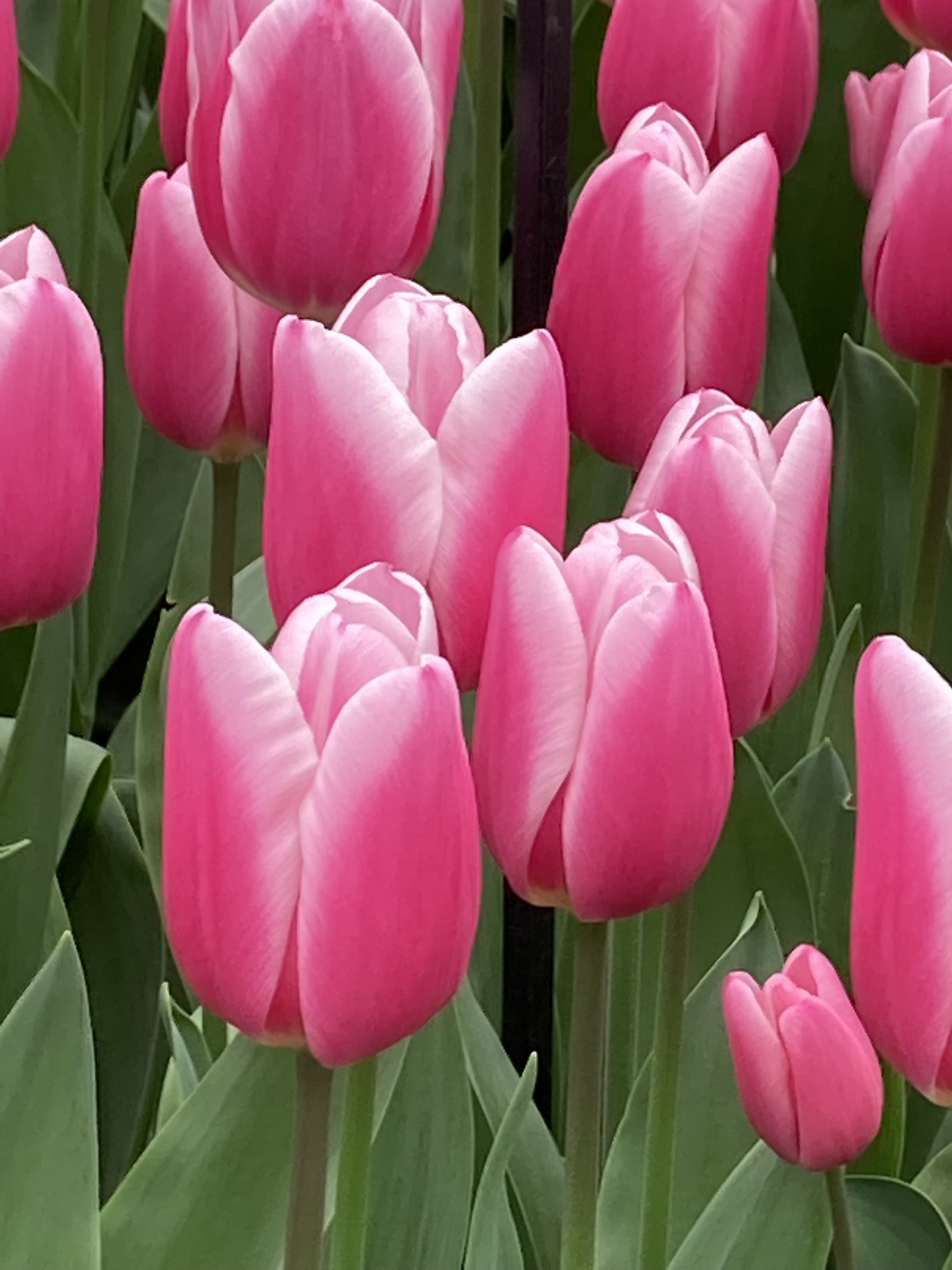 224452_Triumph-Tulpen Milkshake Nahaufnahme mehrerer rosa Tulpen mit grünen Blättern