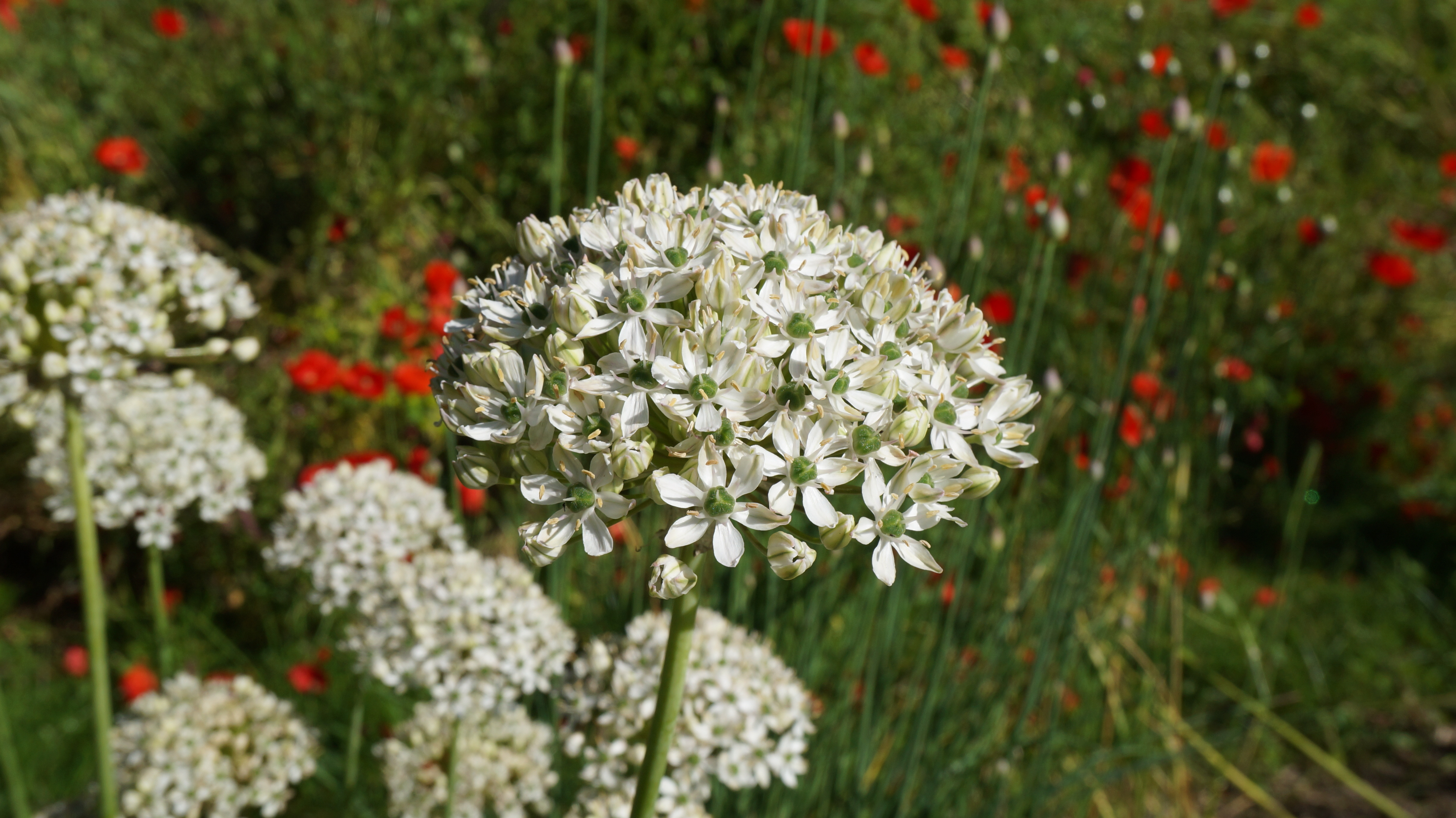 260133_Allium nigrum_1 Nahaufnahme einer weißen Allium-Kugelblüte (Zierlauch) mit vielen kleinen sternförmigen Blüten und grünem Stempel, unscharfer Mohnblumen-Hintergrund.