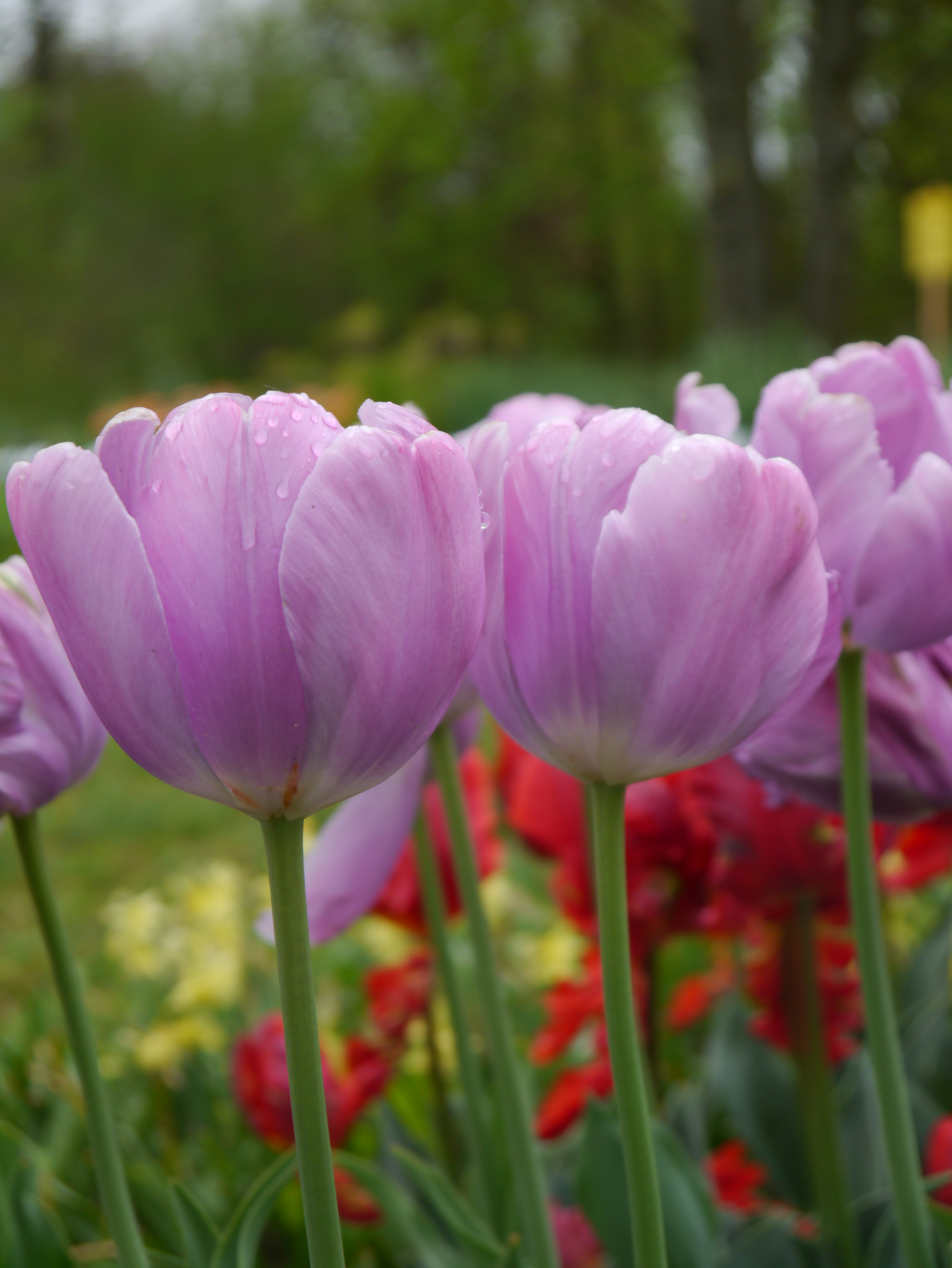 Nahaufnahme von lila Tulpen mit Wassertropfen auf den Blütenblättern, grüner Gartenhintergrund und rote Blumen unscharf im Hintergrund