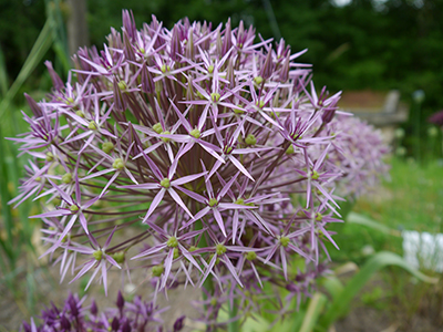 Allium christophii