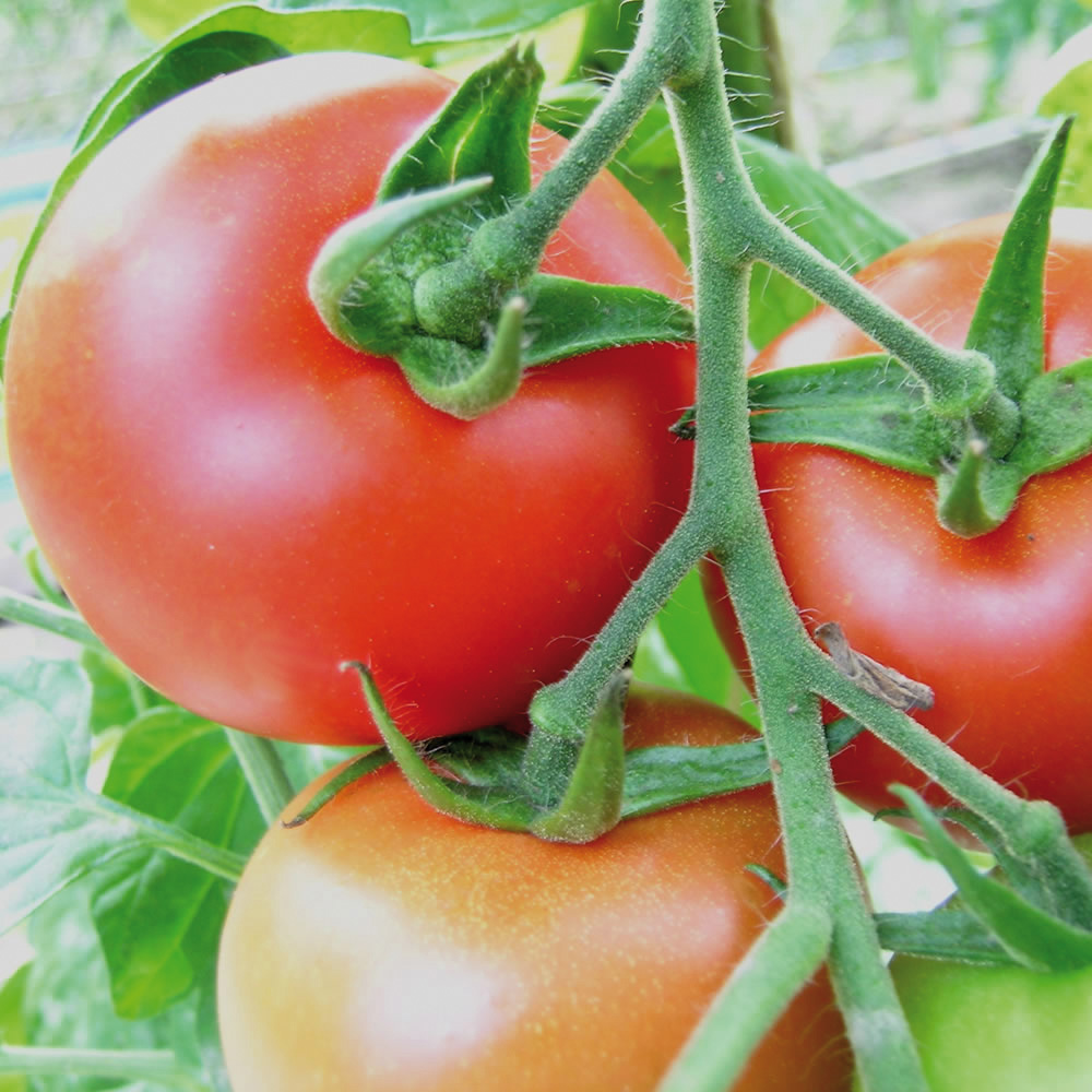 Tomaten (Bio) Douglas F1