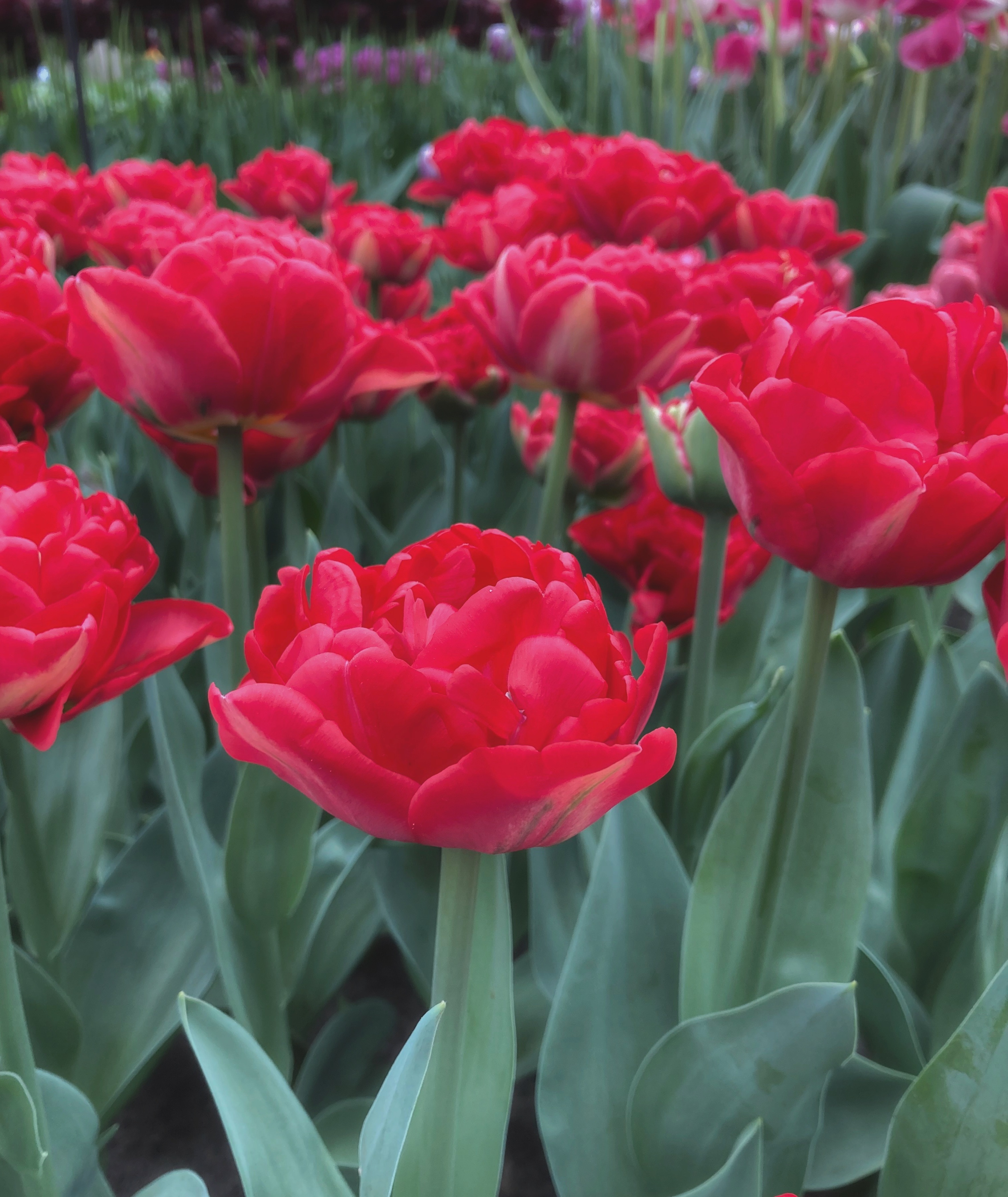 222742_Gef. frühe Tulpen Pamplona_1 Nahaufnahme mehrerer roter, gefüllter Tulpen (Pfingstrosen-Tulpen) mit grünen Blättern in einem Blumenbeet