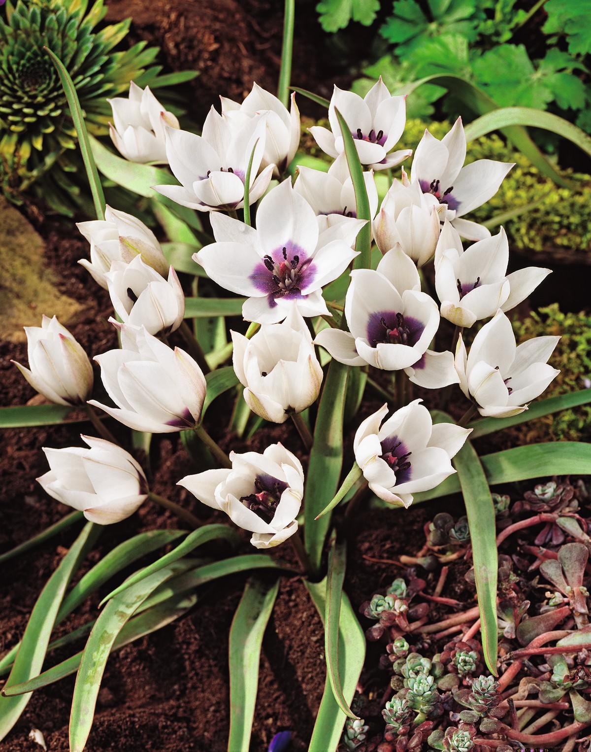 237008_Tulipa_humilis_Alba_Coerulea_Oculata Nahaufnahme weißer Tulpen mit dunkelviolettem Zentrum, schmalen grünen Blättern, Erdboden und Bodendeckern im Beet