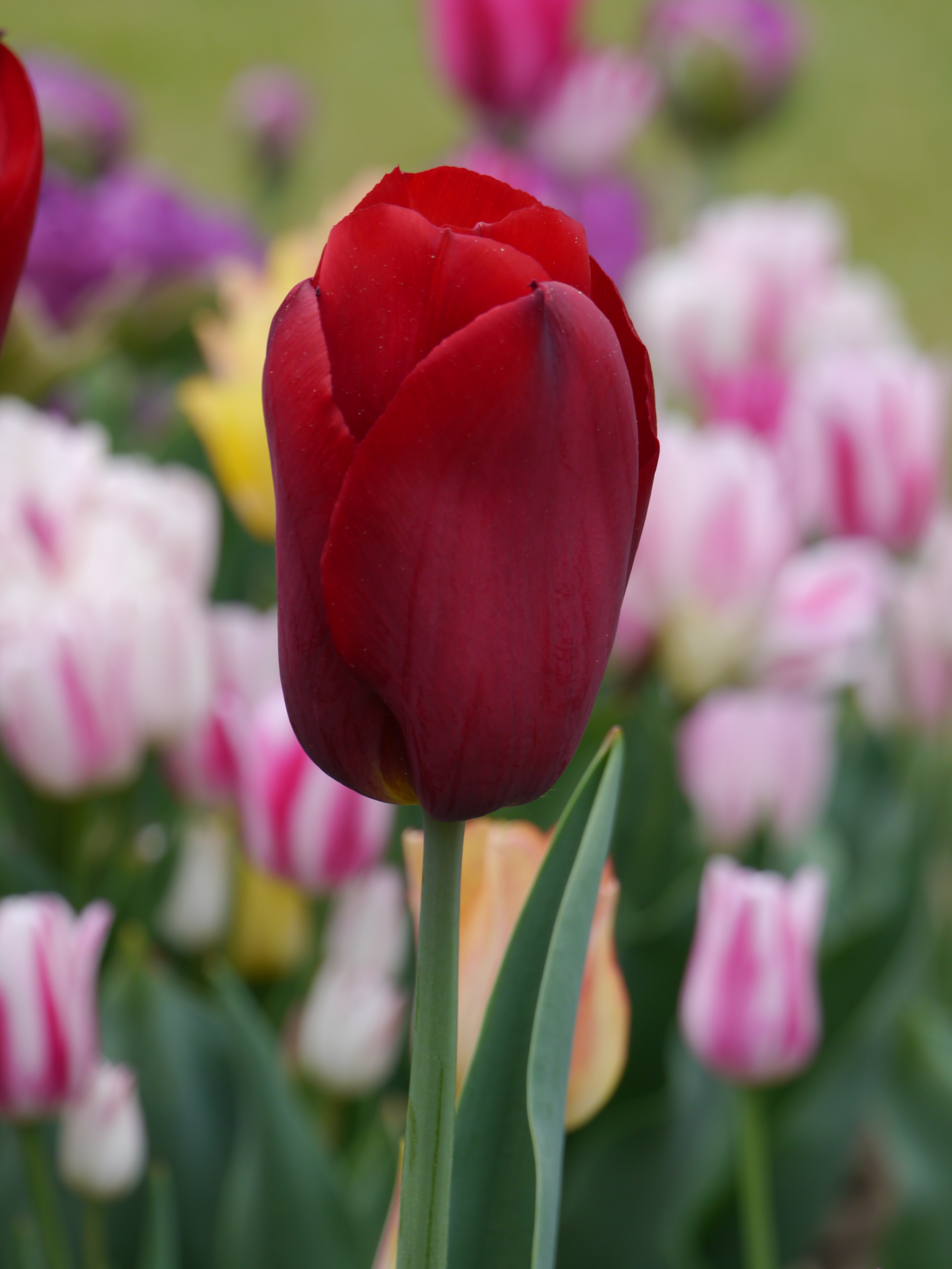 225232_Einf. späte Tulpen Kingsblood Nahaufnahme einer tiefroten Tulpe im Vordergrund, unscharfer Hintergrund mit rosa, weißen und gelben Tulpen in einem Frühlingsbeet