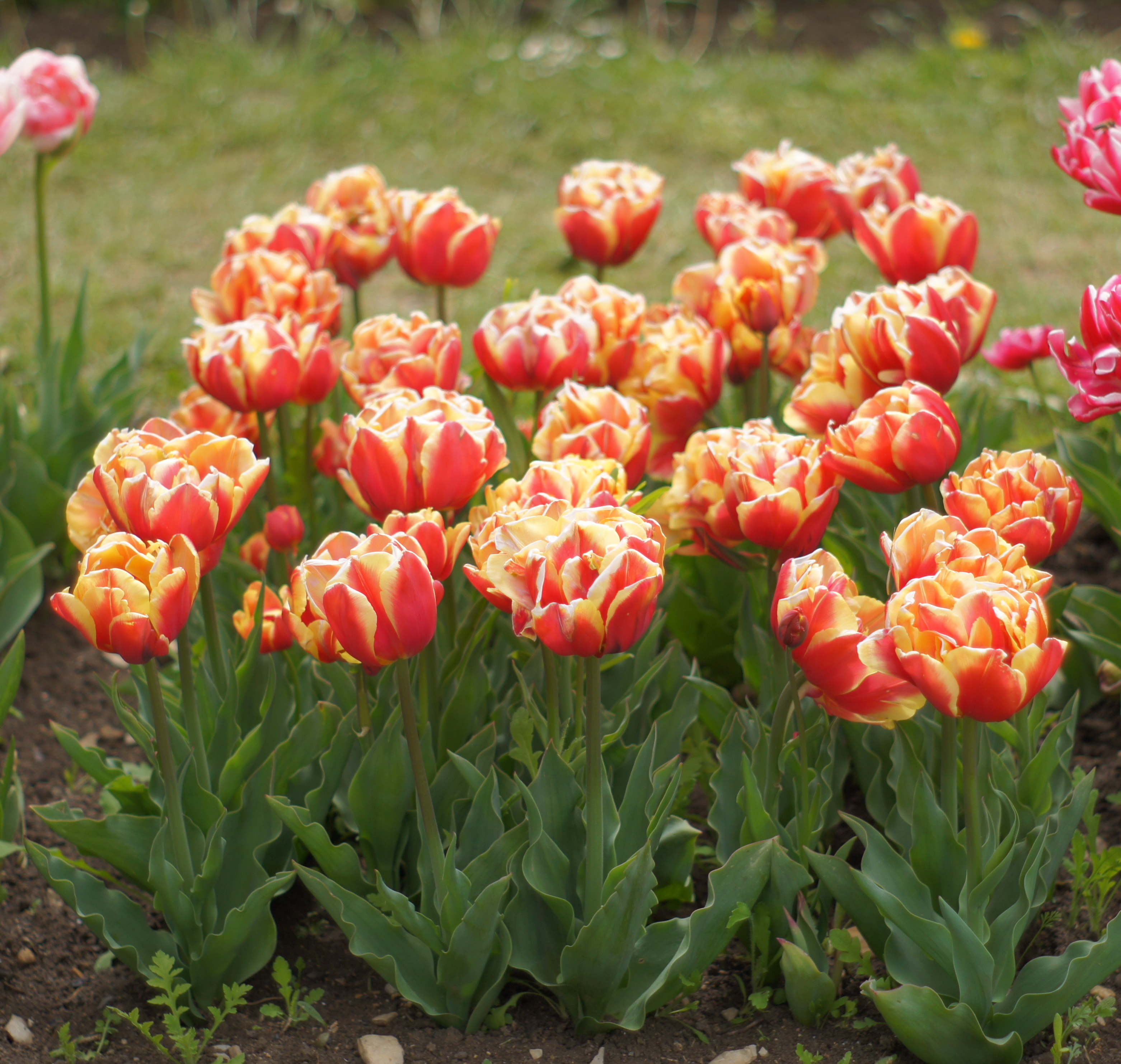 222261_Gef. späte Tulpen Double Focus_2 Nahaufnahme mehrerer gefüllter Tulpen mit orange-gelben Blüten in einem Beet, sichtbare grüne Blätter und Erde