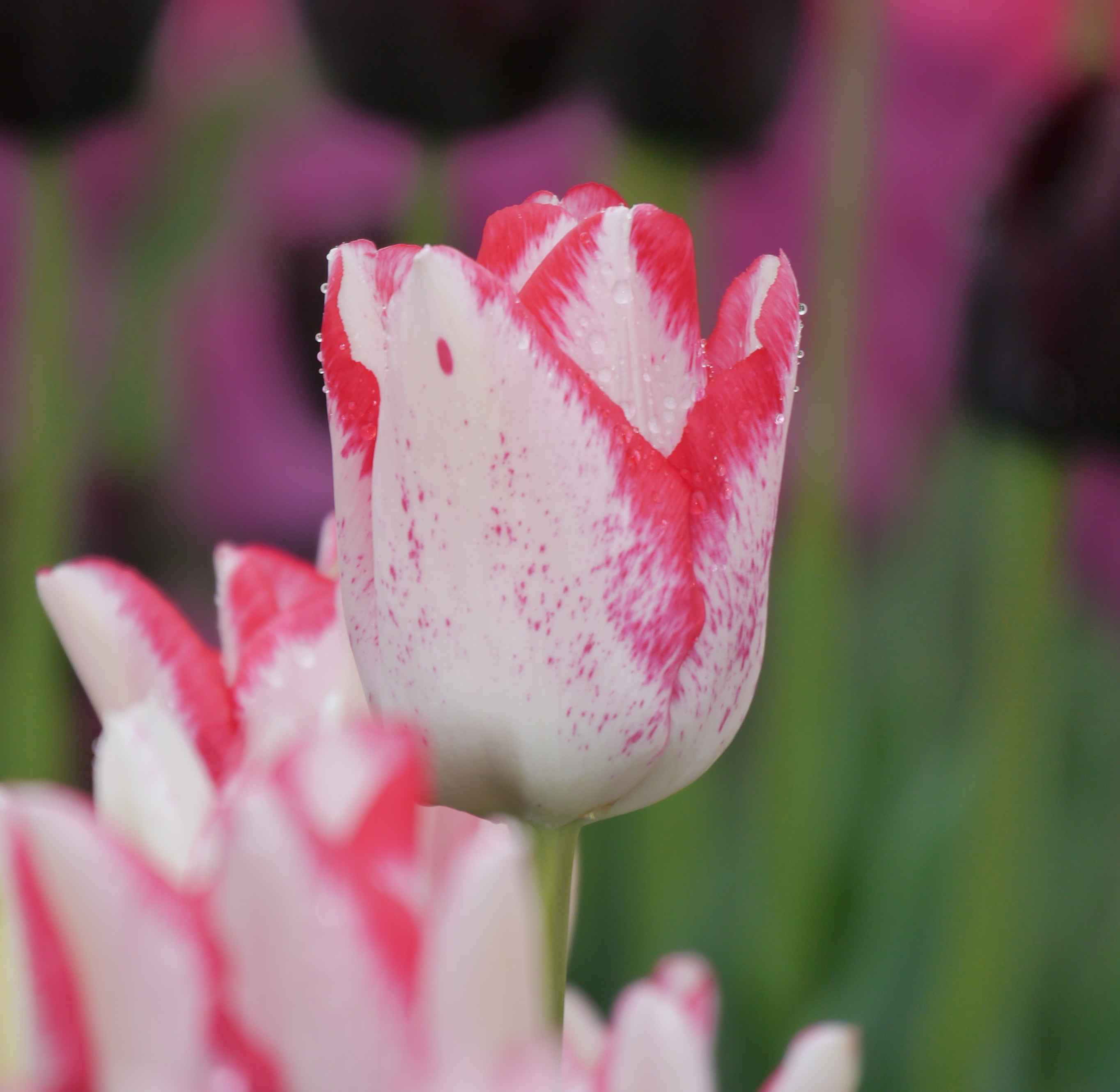 Nahaufnahme einer weiß-rosa geflammten Tulpe mit roten Rändern, feinen Sprenkeln und Wassertropfen auf den Blütenblättern