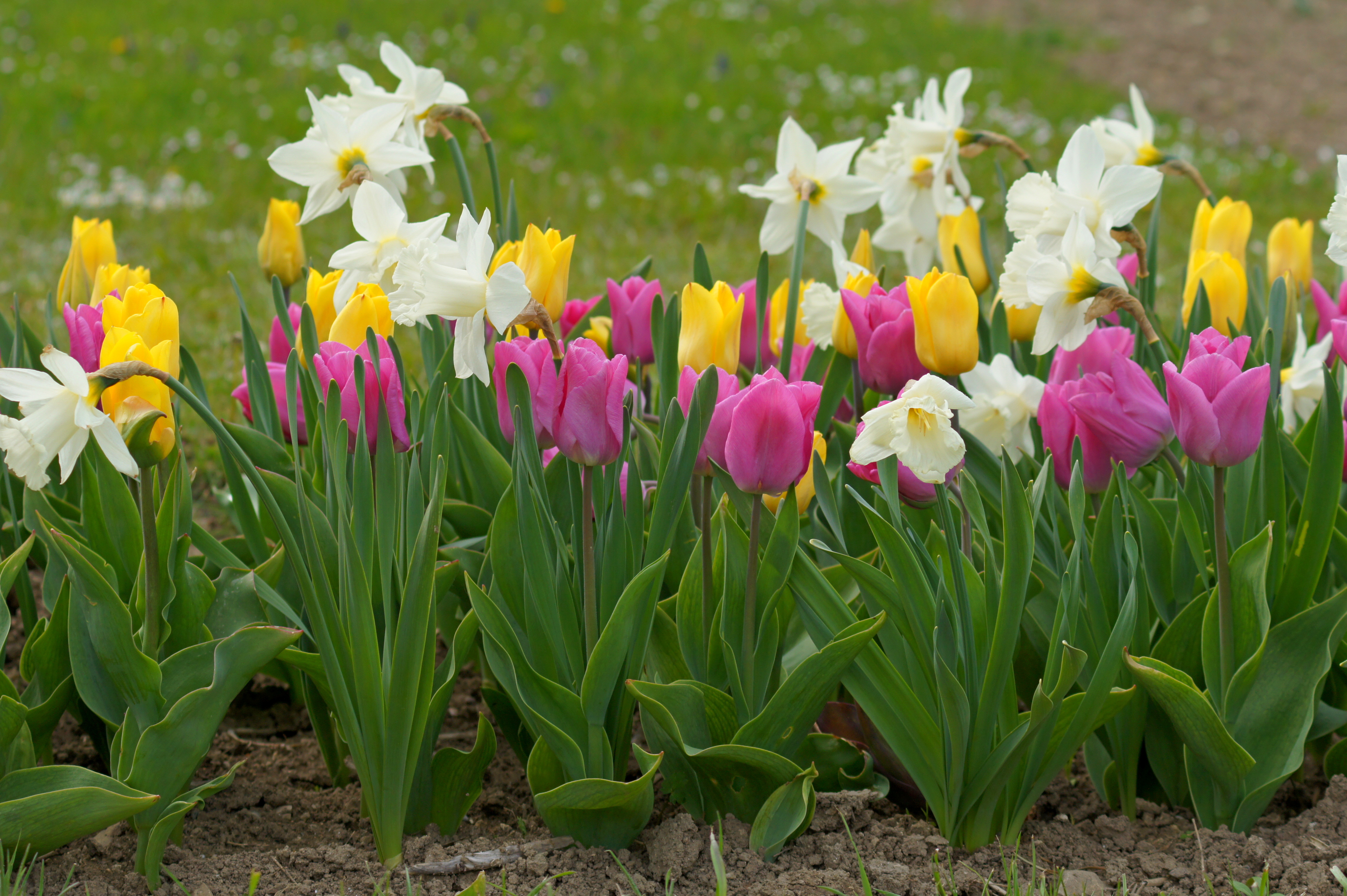 Blumenzwiebel-Mischung Sankt Klara