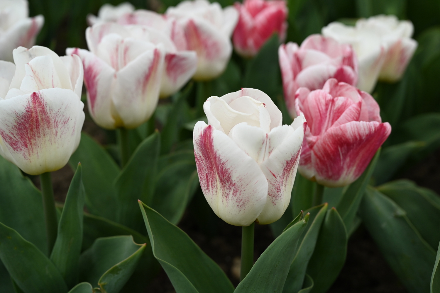 223022_Calgary_Sensation_3 Nahaufnahme von weißen Tulpen mit rosa Pinselstrich- und Sprenkelmuster, stehende Blüten mit grünem Laub im Blumenbeet