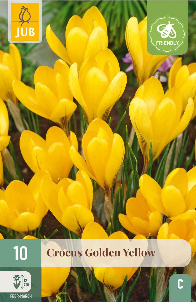 Krokusse Golden Yellow
