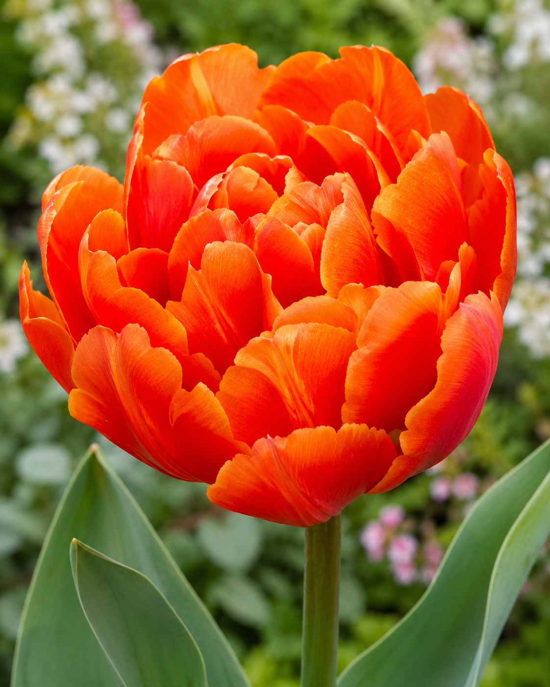Gefüllte späte Tulpen Icoon