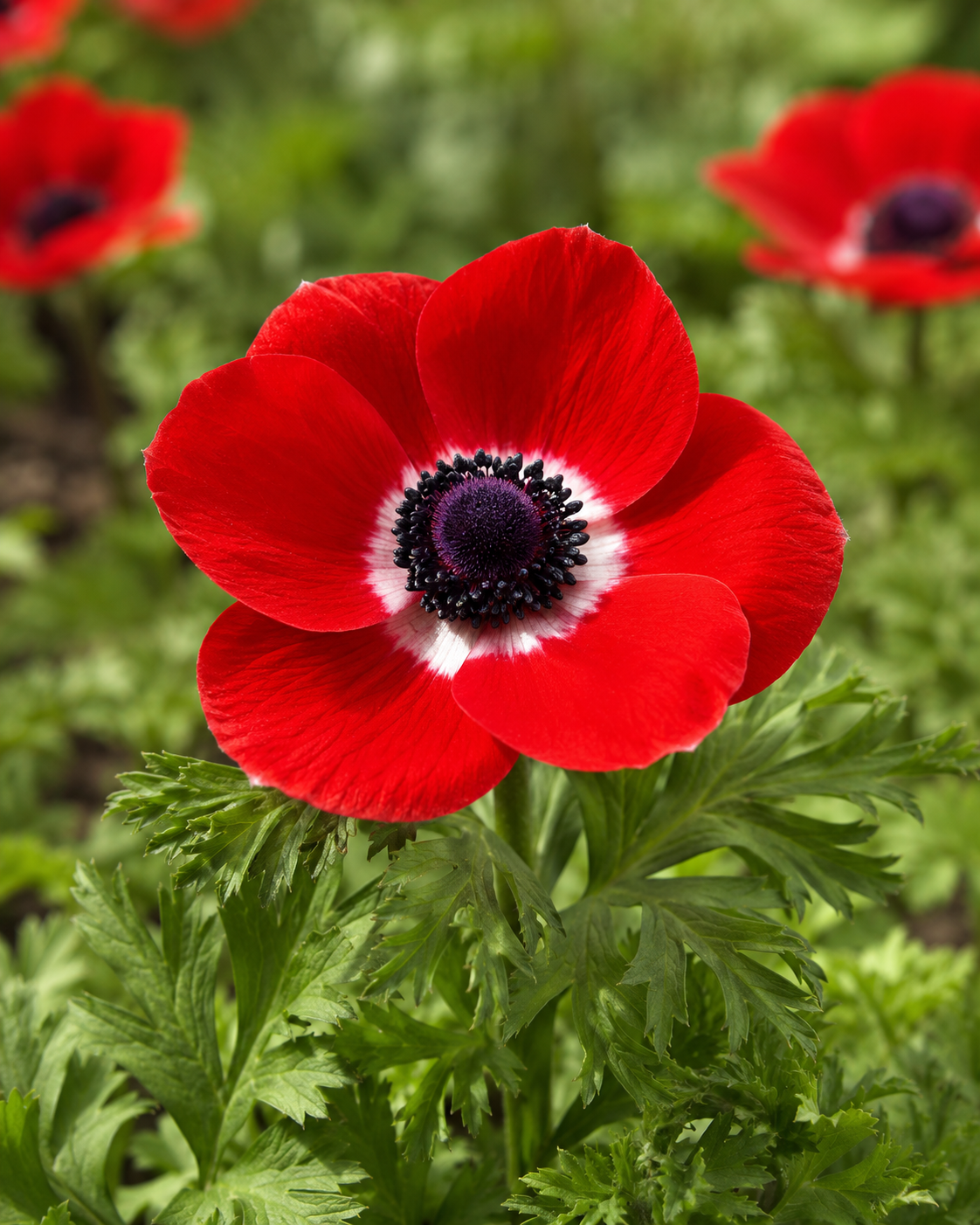 Anemonen coronaria Hollandia