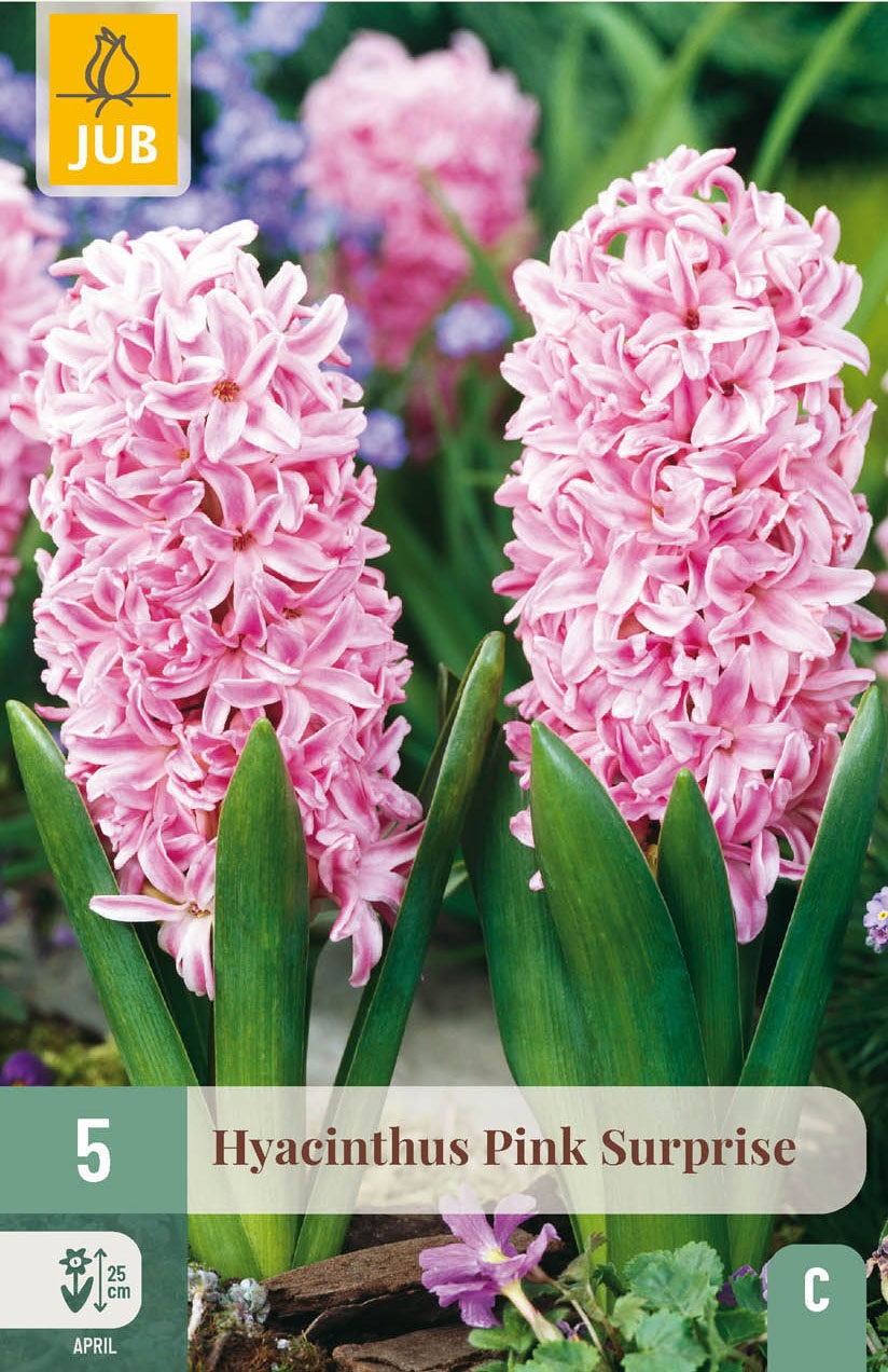 Garten-Hyazinthen Pink Surprise