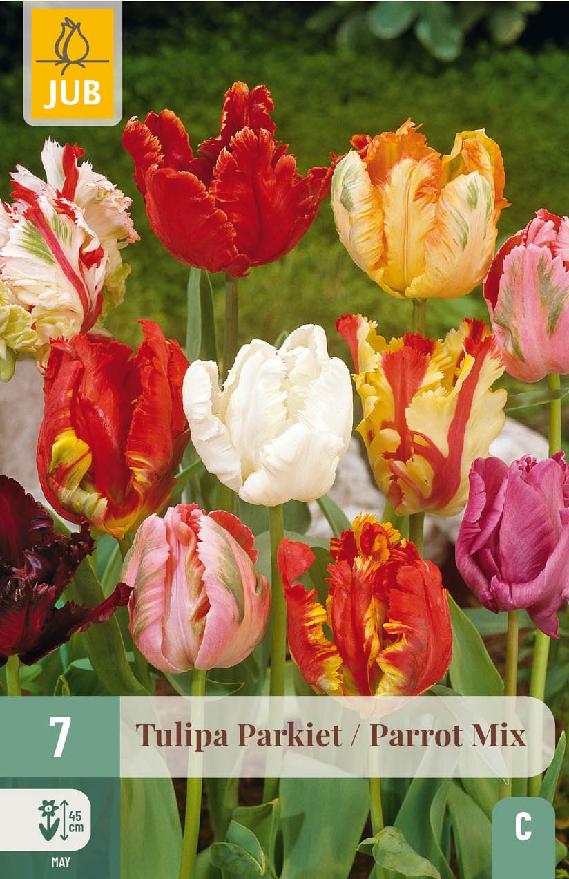 Papagei-Tulpen Mischung