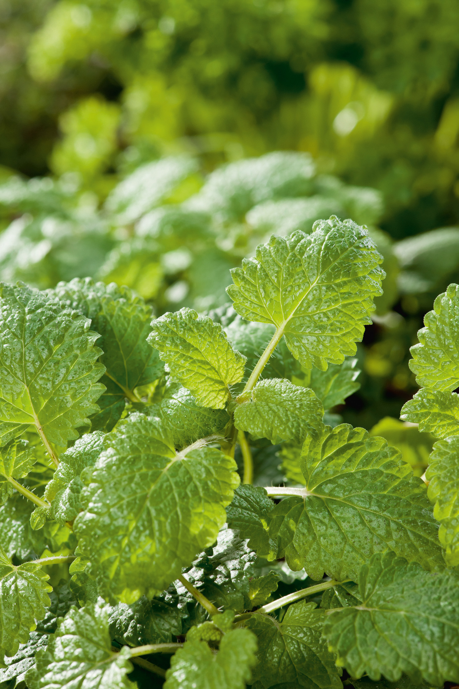 Zitronenmelisse mehrjährig