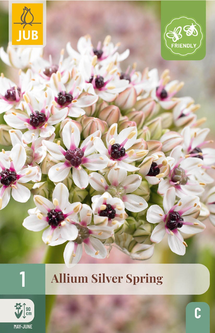 Allium Silverspring