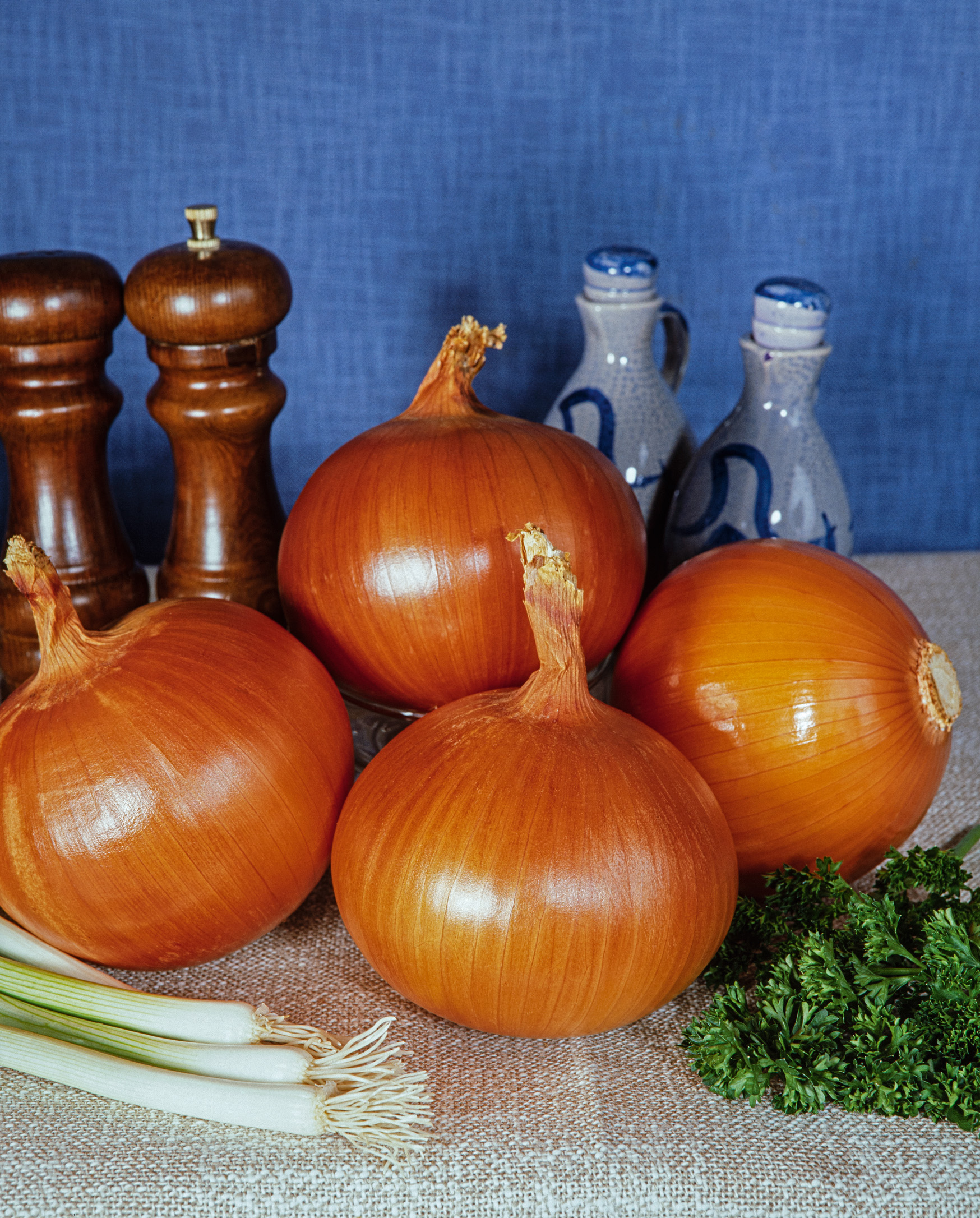 Zwiebelsamen Spanische Gemüsezwiebel