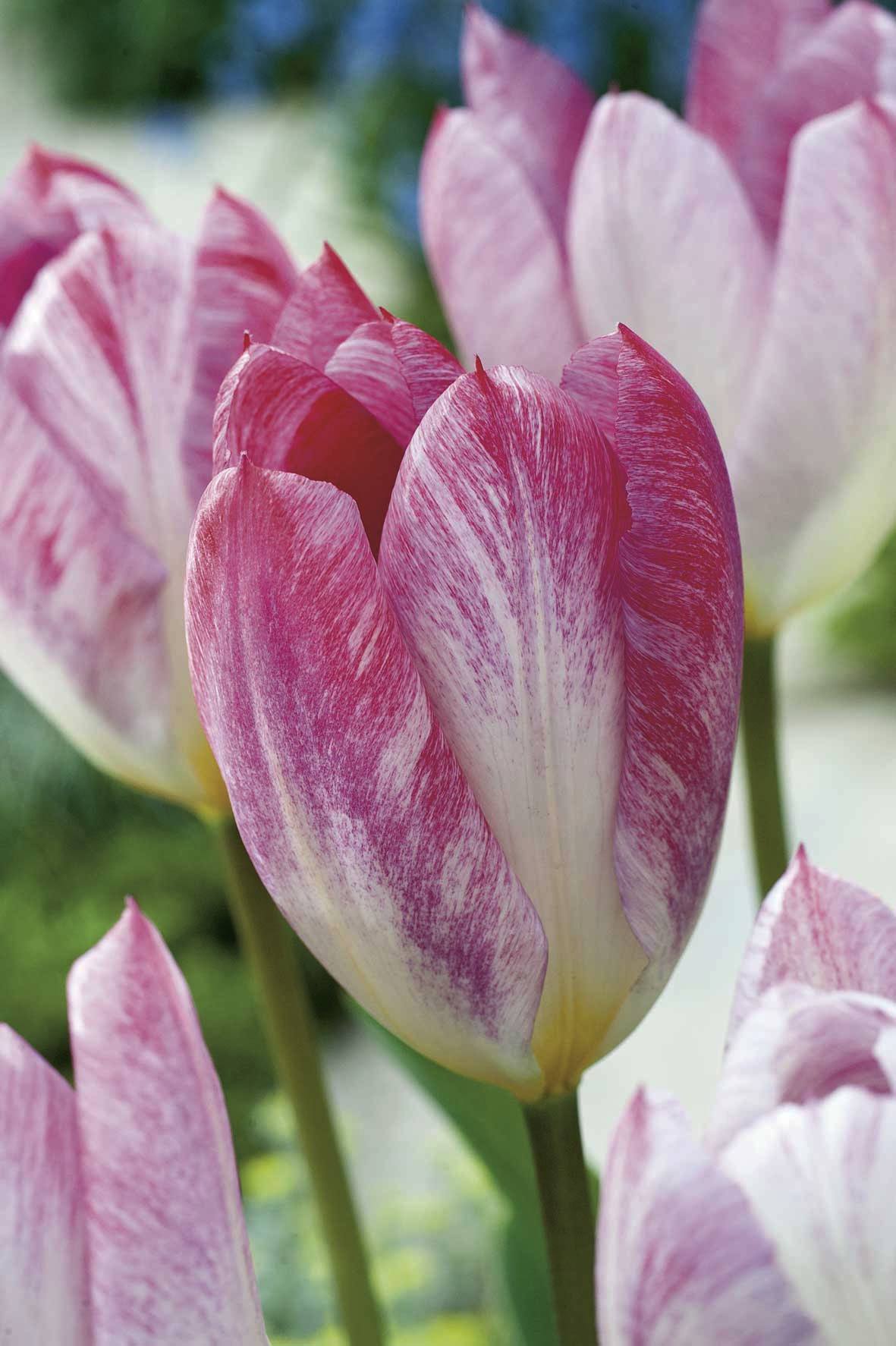 234862_14262617_ FM Nahaufnahme einer rosa-weiß gestreiften Tulpe mit geöffneten Blütenblättern im Garten