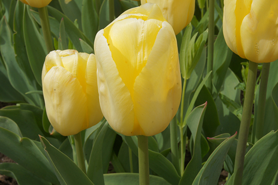 DSC09168 Nahaufnahme von gelben Tulpen im Beet, einzelne aufgeblühte Blüten mit grünen Blättern