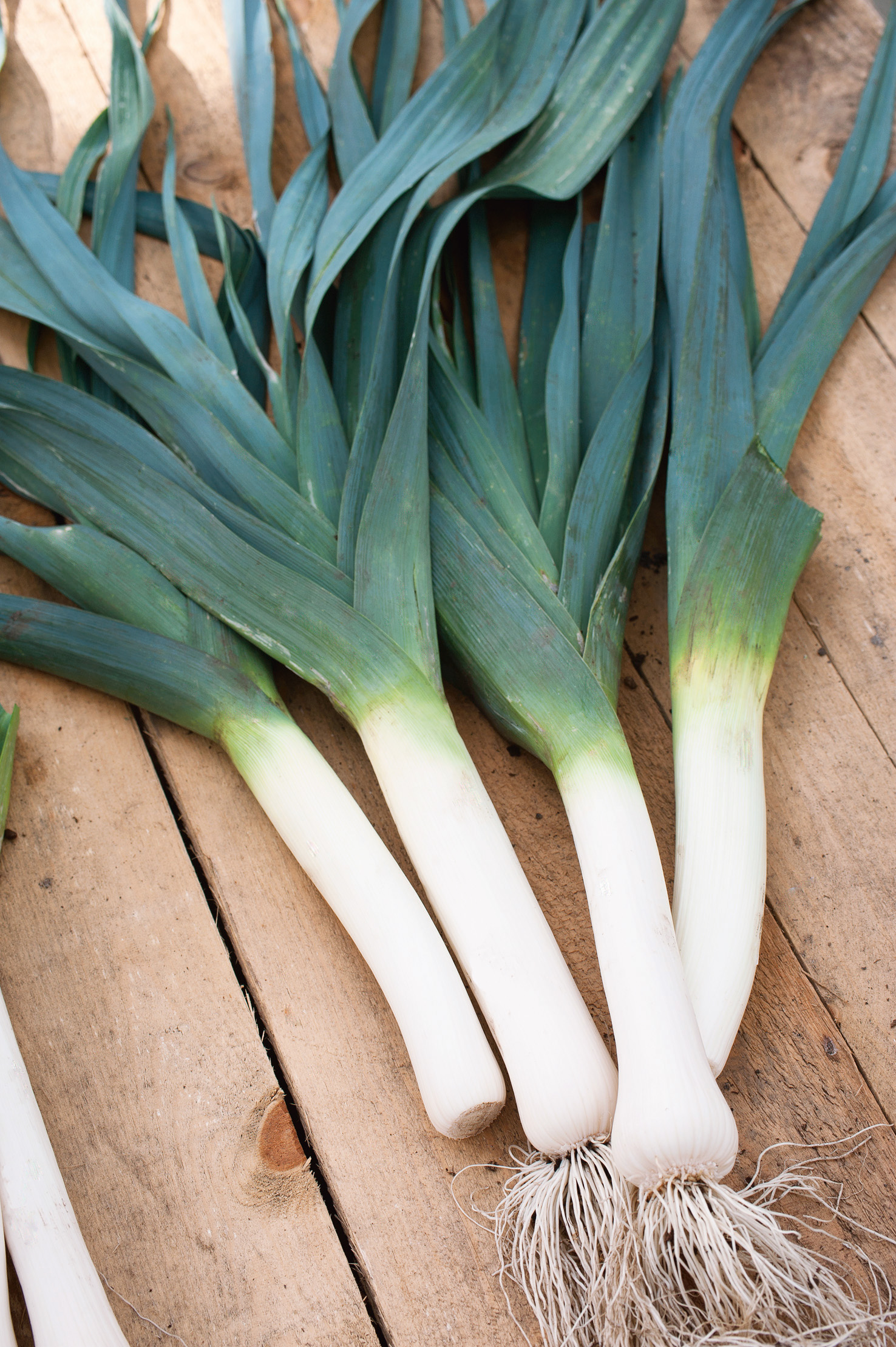 Winterlauch Blaugrüner Winter/Farinto