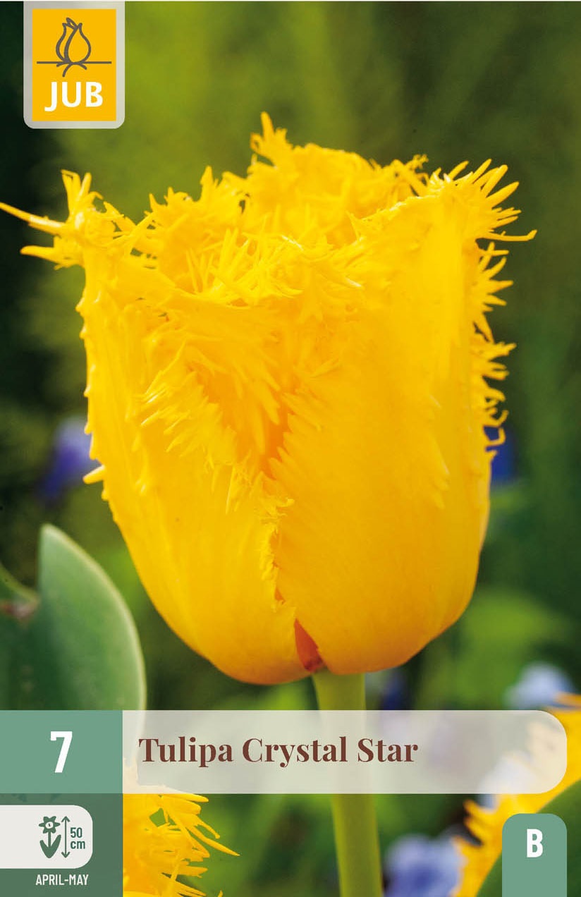 Crispa-Tulpen Crystal Star