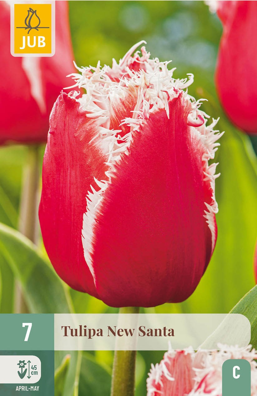 Crispa-Tulpen New Santa
