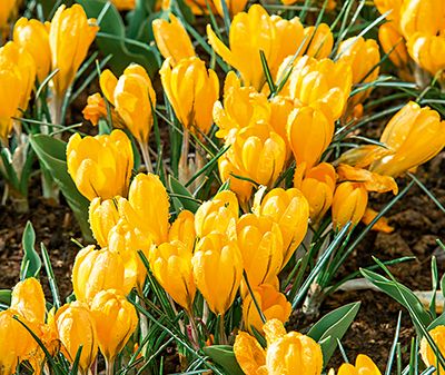 Krokusse Golden Yellow