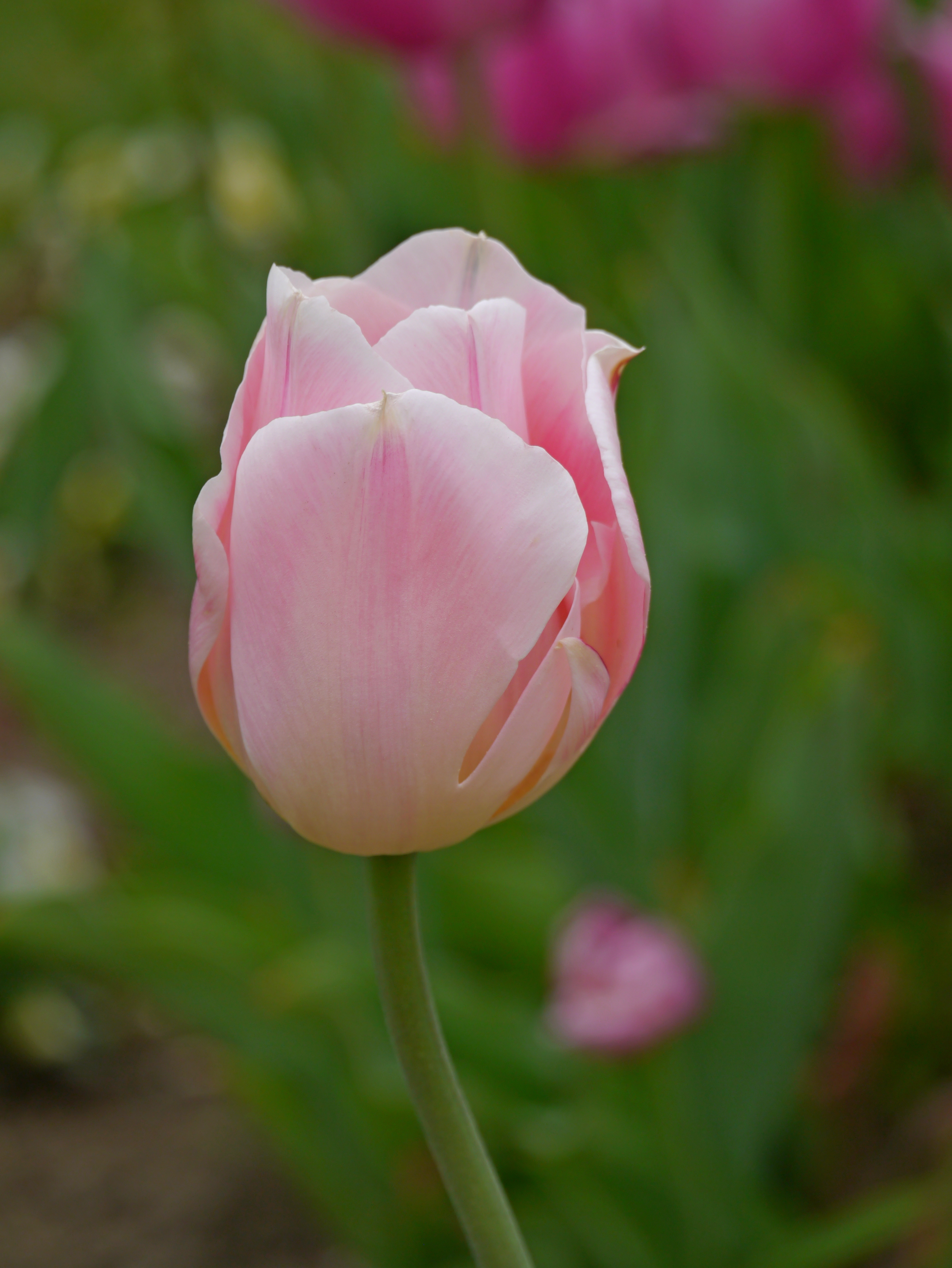 Einzelne rosa Tulpenblüte in Nahaufnahme, zarte Blütenblätter und grüner unscharfer Gartenhintergrund