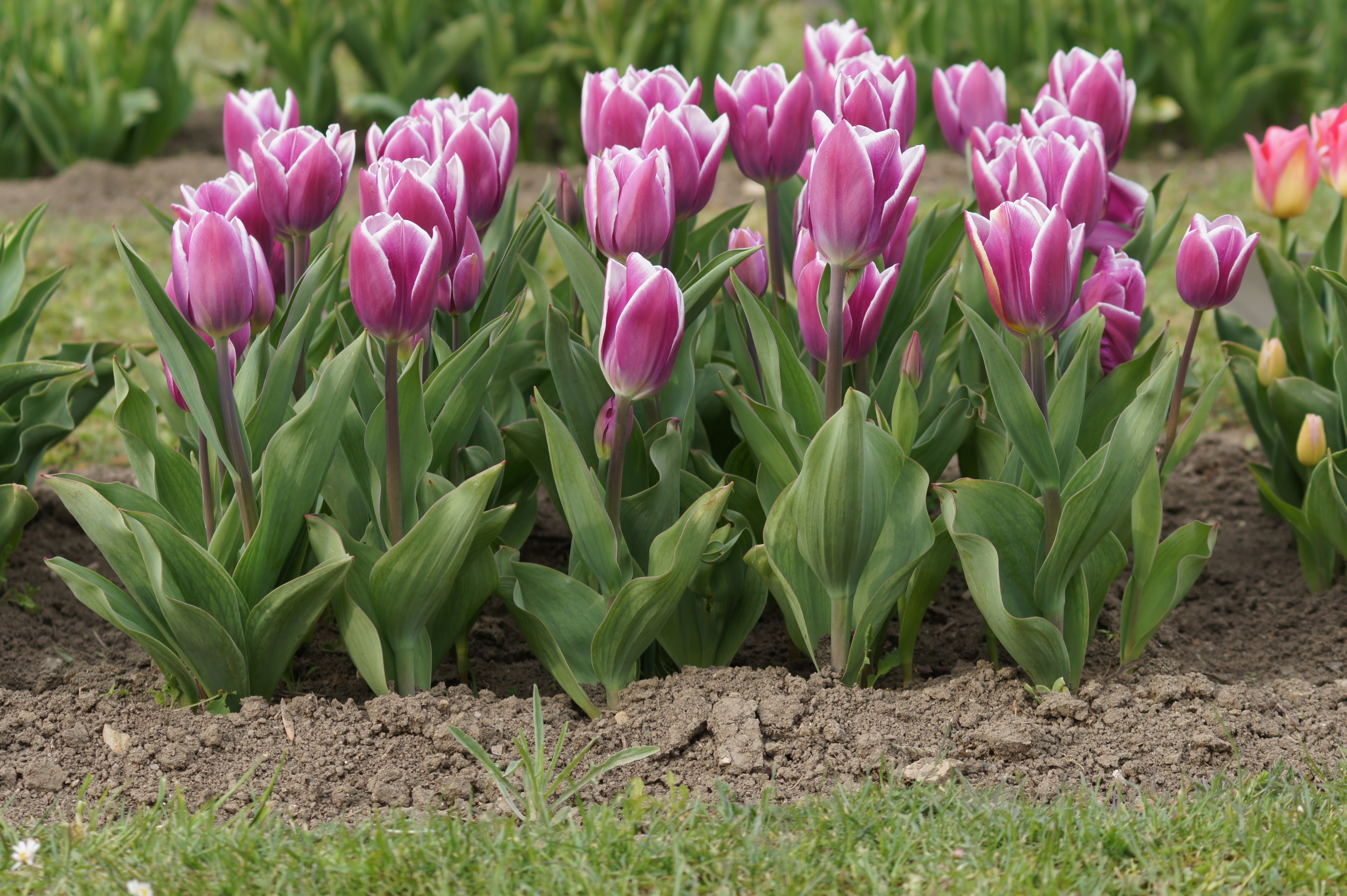 Dichtes Beet mit purpur-weißen Tulpen mit hellem Rand, grünen Blättern und lockerer Erde im Vordergrund