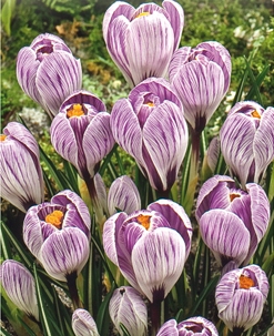 Krokusse, großblumig Pickwick