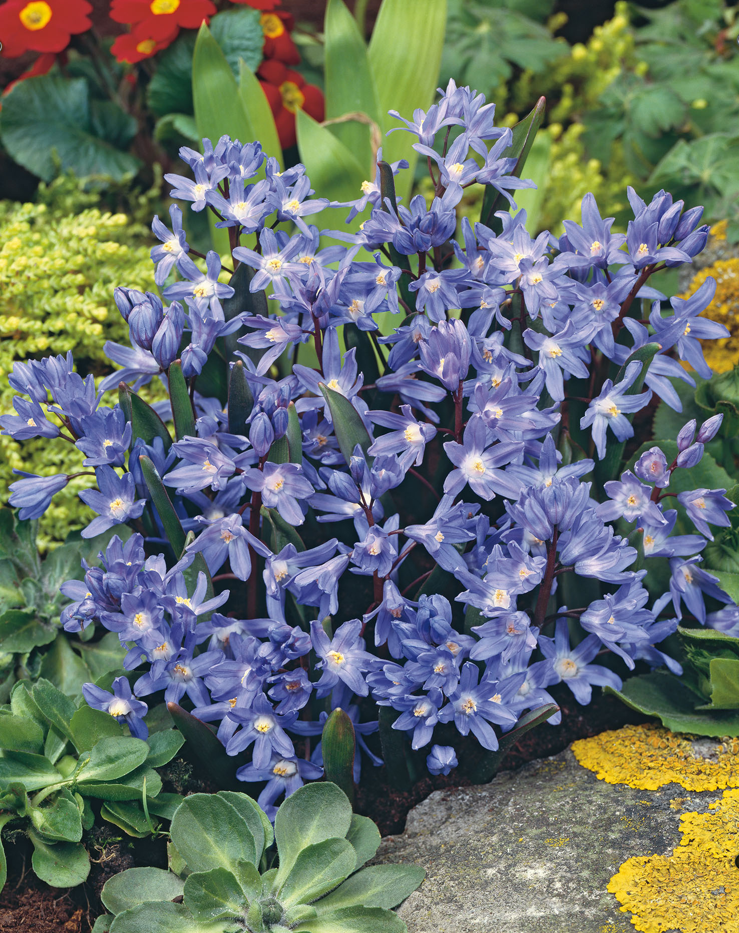 266885_13007128_FM Nahaufnahme von Blausternchen (Chionodoxa) mit vielen blau-violetten, sternförmigen Blüten im Steingarten, umgeben von grünen Blättern und gelben Flechten auf einem Stein