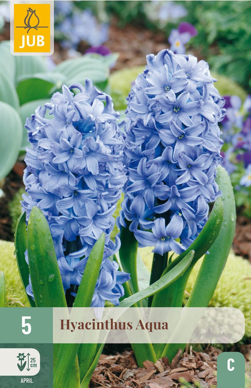 Garten-Hyazinthen Aqua