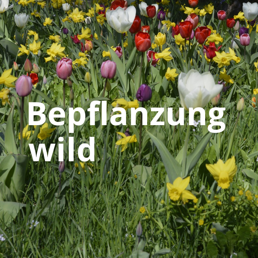 ungleichmäßige oder wilde Bepflanzung mit Tulpenzwiebeln ungleichmäßige oder wilde Bepflanzung mit Tulpenzwiebeln