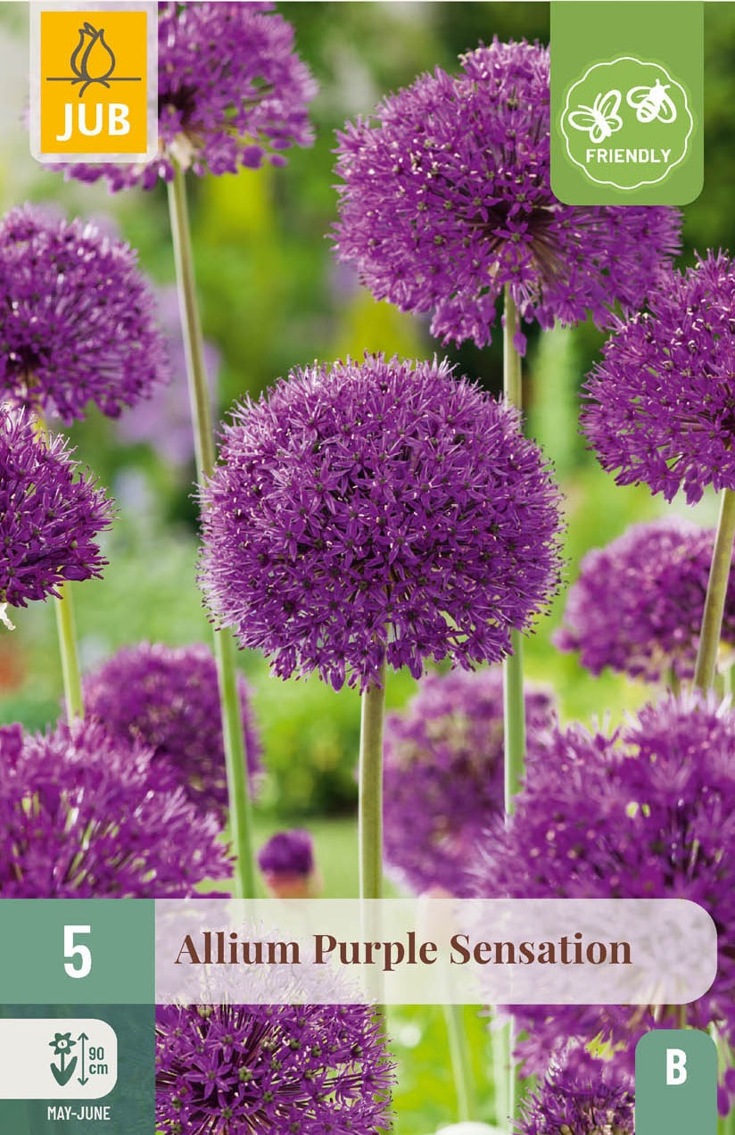 Allium Purple Sensation