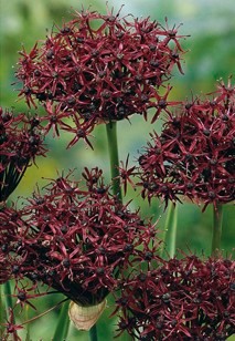Allium atropurpureum
