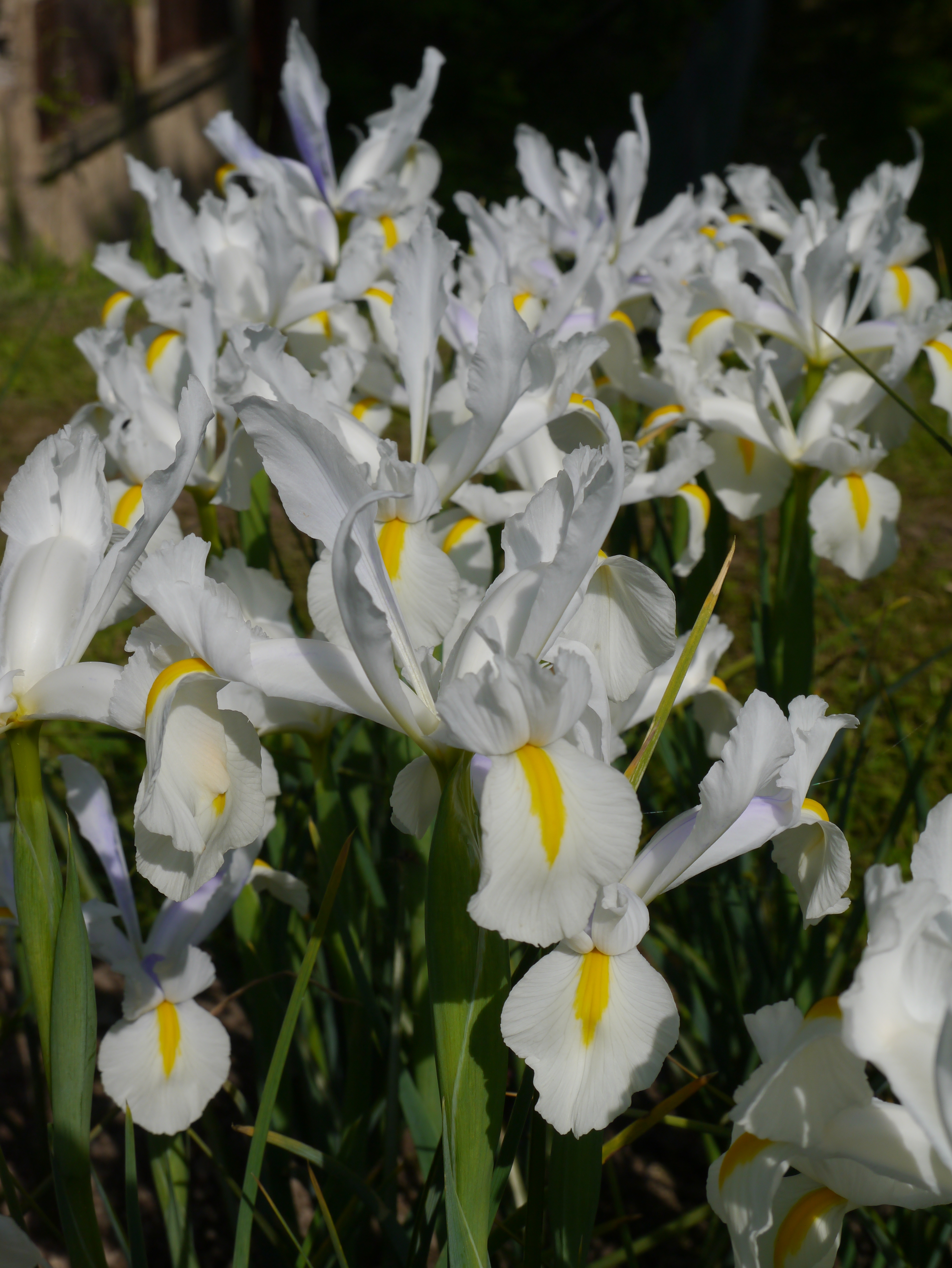 268779_Iris hollandica White Excelsior_1 Weiße Schwertlilien (Iris) mit gelber Mitte, Nahaufnahme mehrerer Blüten im Garten