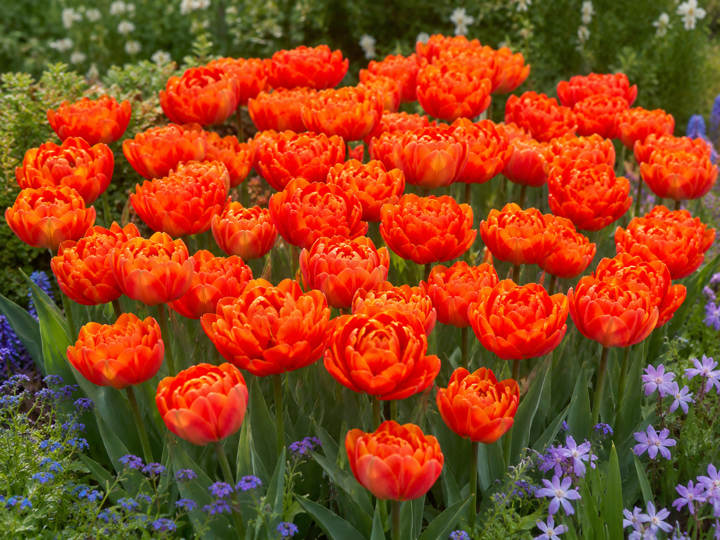 Gefüllte späte Tulpen Icoon