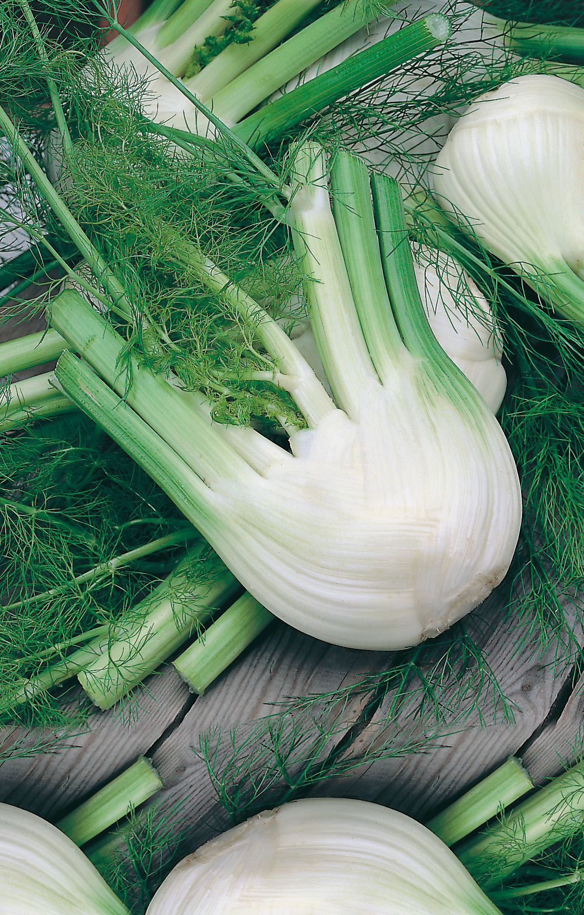 Knollenfenchel Fino