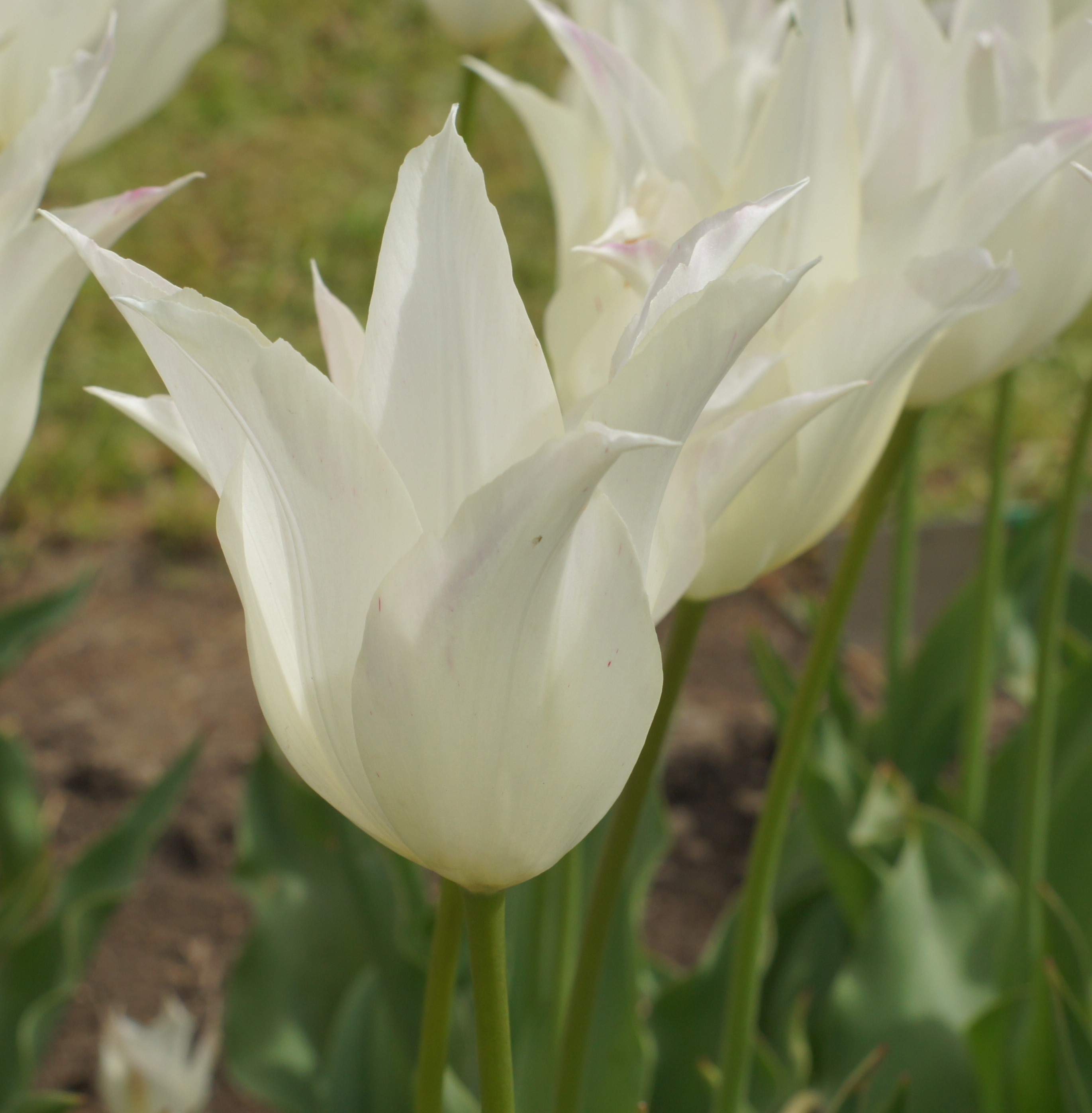 Lilienblütige Tulpen Johan Cruyff