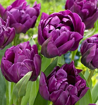 222732_Gef. späte Tulpen Negritta Double_ Nahaufnahme mehrerer violetter, gefüllter Tulpen mit üppig doppelten Blütenblättern und grünen Blättern im Hintergrund