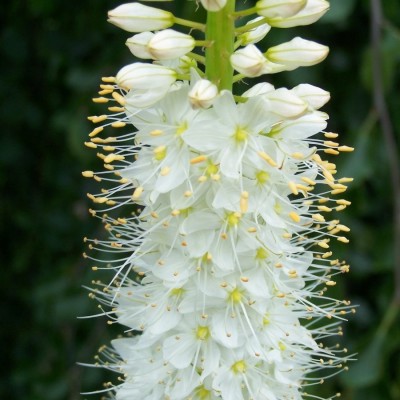 Blühende weiße Blume mit langen Stängeln und feinen Blütenblättern Detailaufnahme einer weißen Blütenpflanze mit langen Blütenständen und gelben Staubfäden.