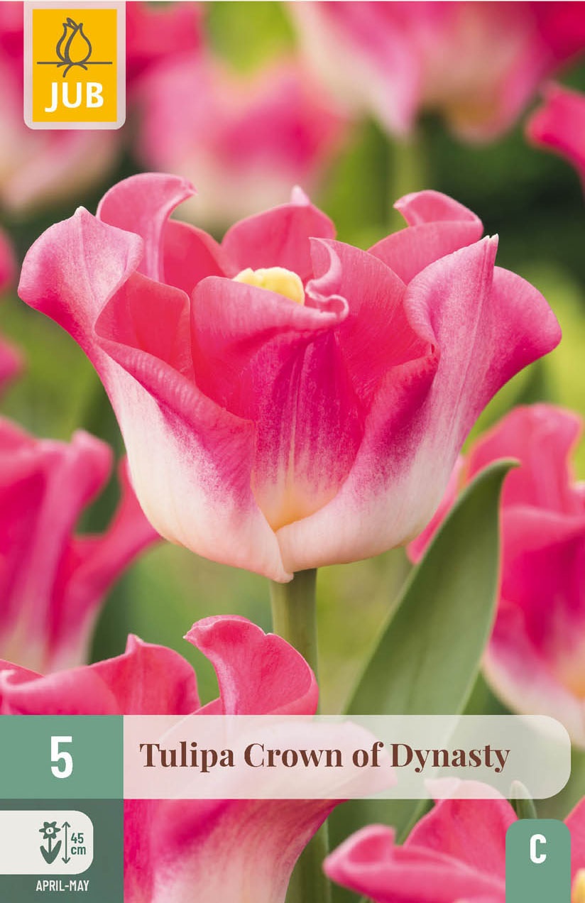 Triumph-Tulpen Crown of Dynasty