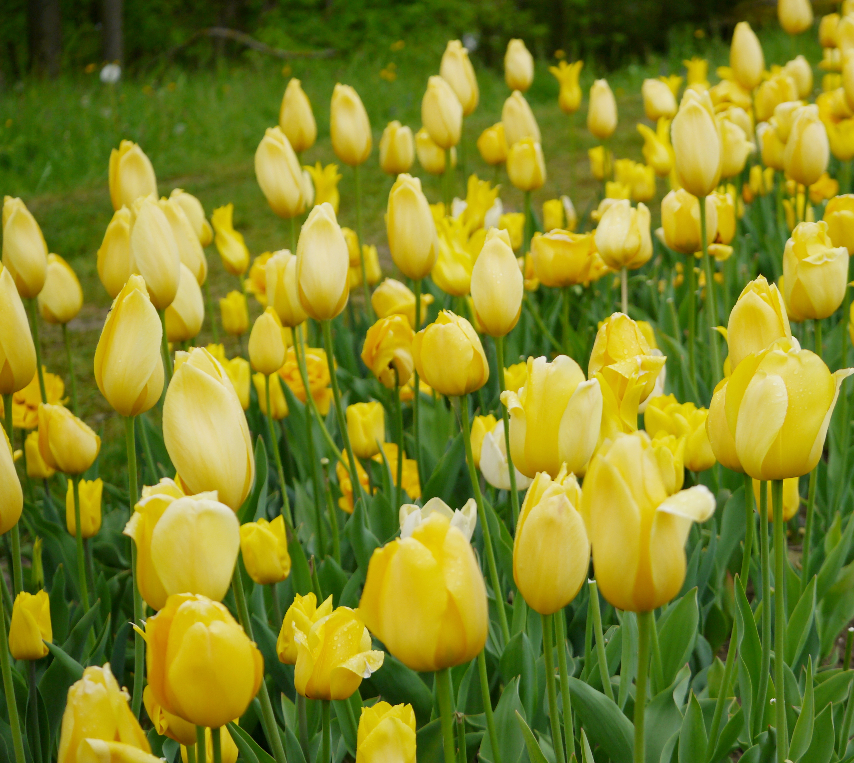 22013_Töne in Gelb_1 Nahaufnahme zahlreicher gelber Tulpen in einem Beet mit grünen Stängeln und Blättern; einzelne Blüten mit Tautropfen, unscharfer Hintergrund