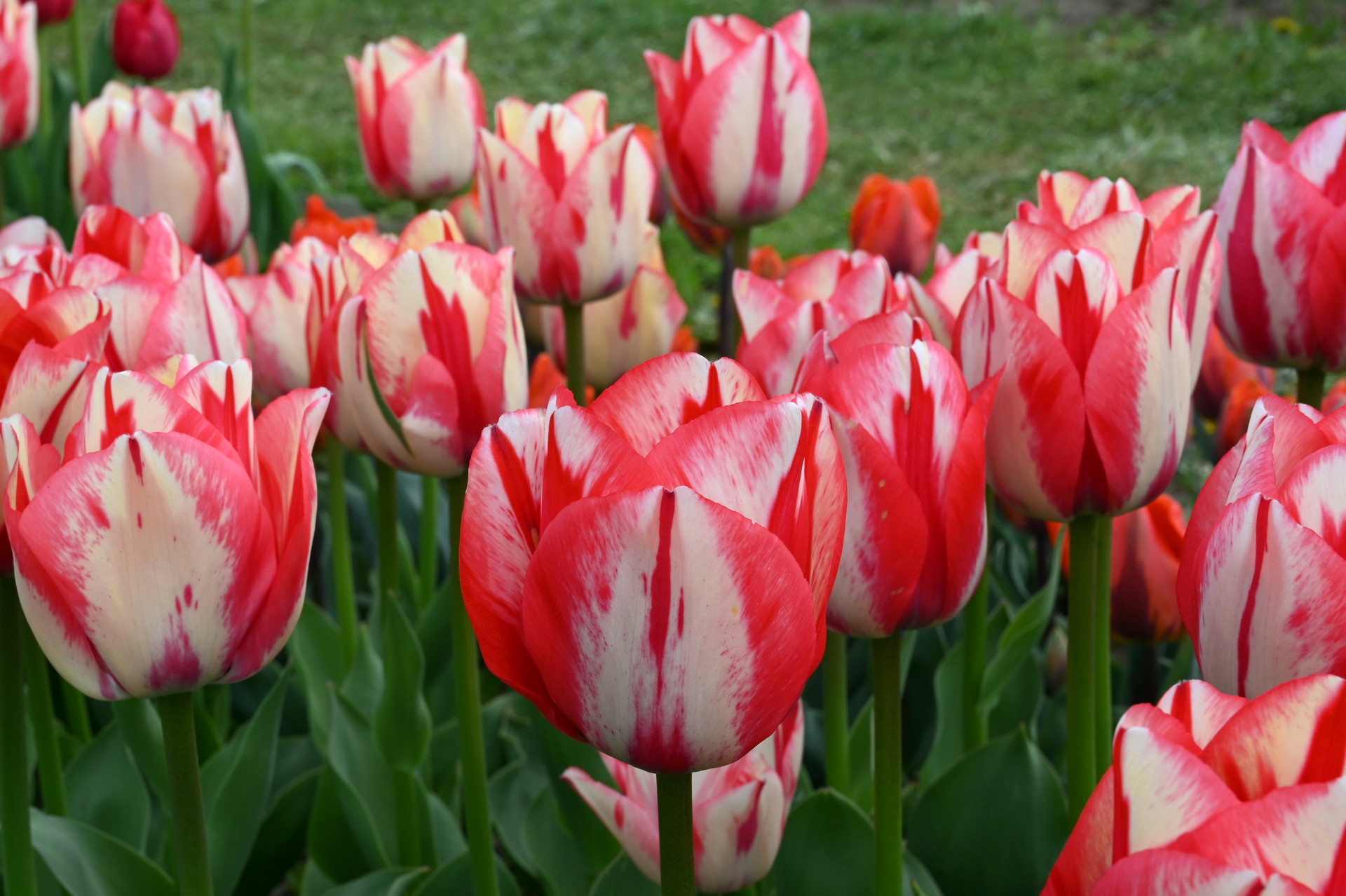 Triumph-Tulpen Spryng Break