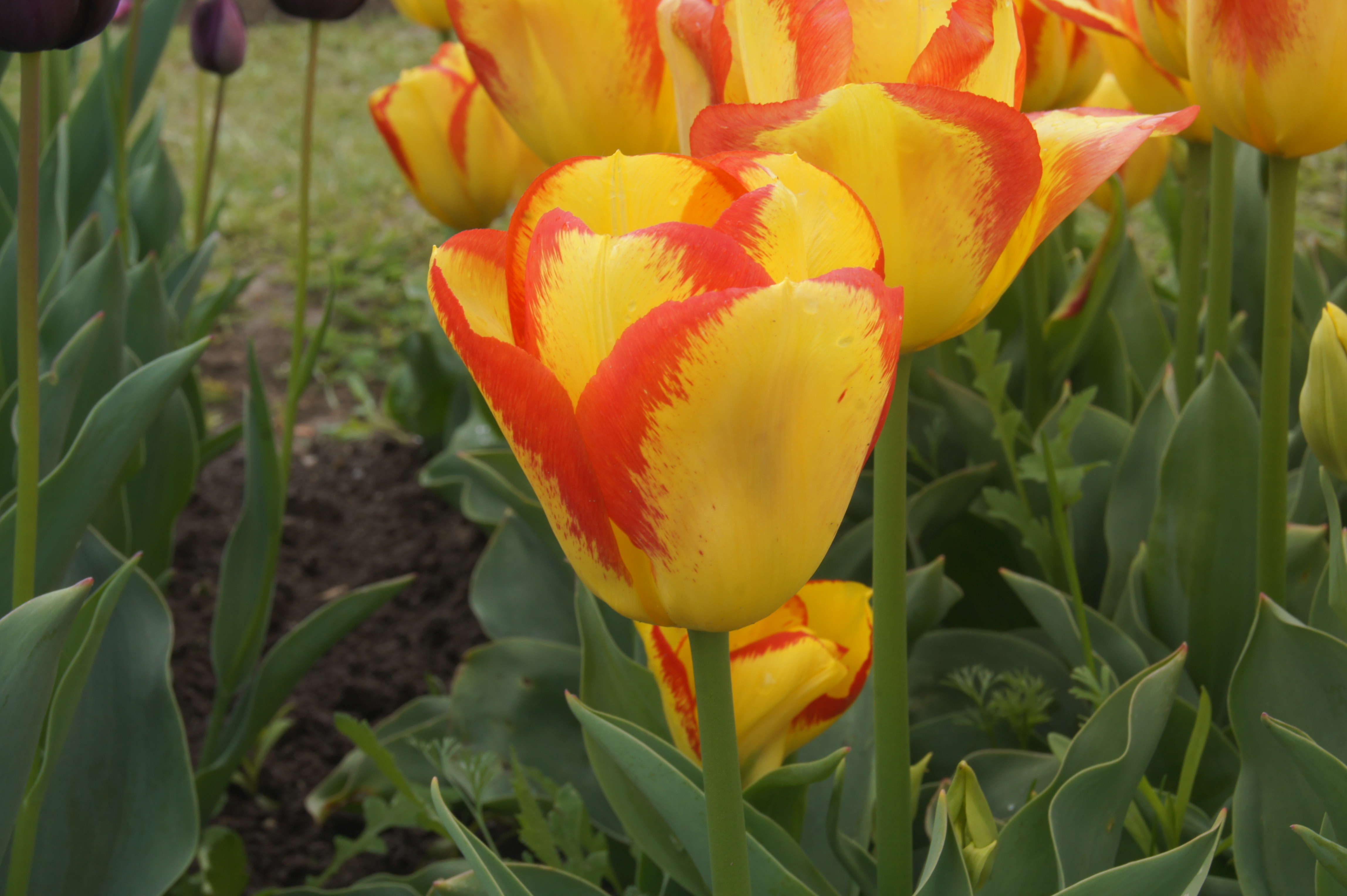 223742_Triumph-Tulpen Outbreak Nahaufnahme von gelb-roten Tulpen mit markanten roten Rändern an den Blütenblättern, grüne Blätter und Stängel im Beet im Hintergrund