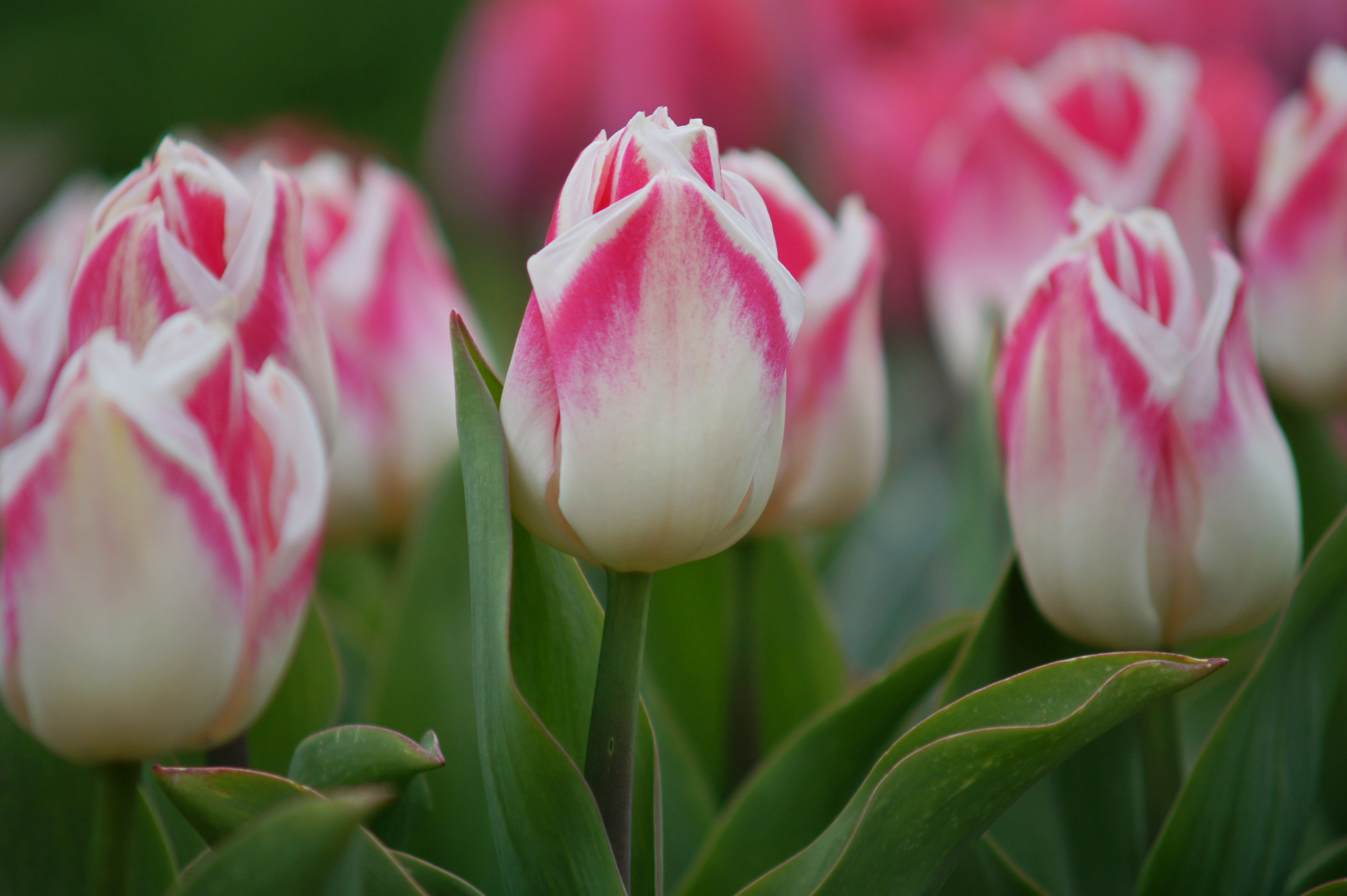 Triumph-Tulpen Pleasure